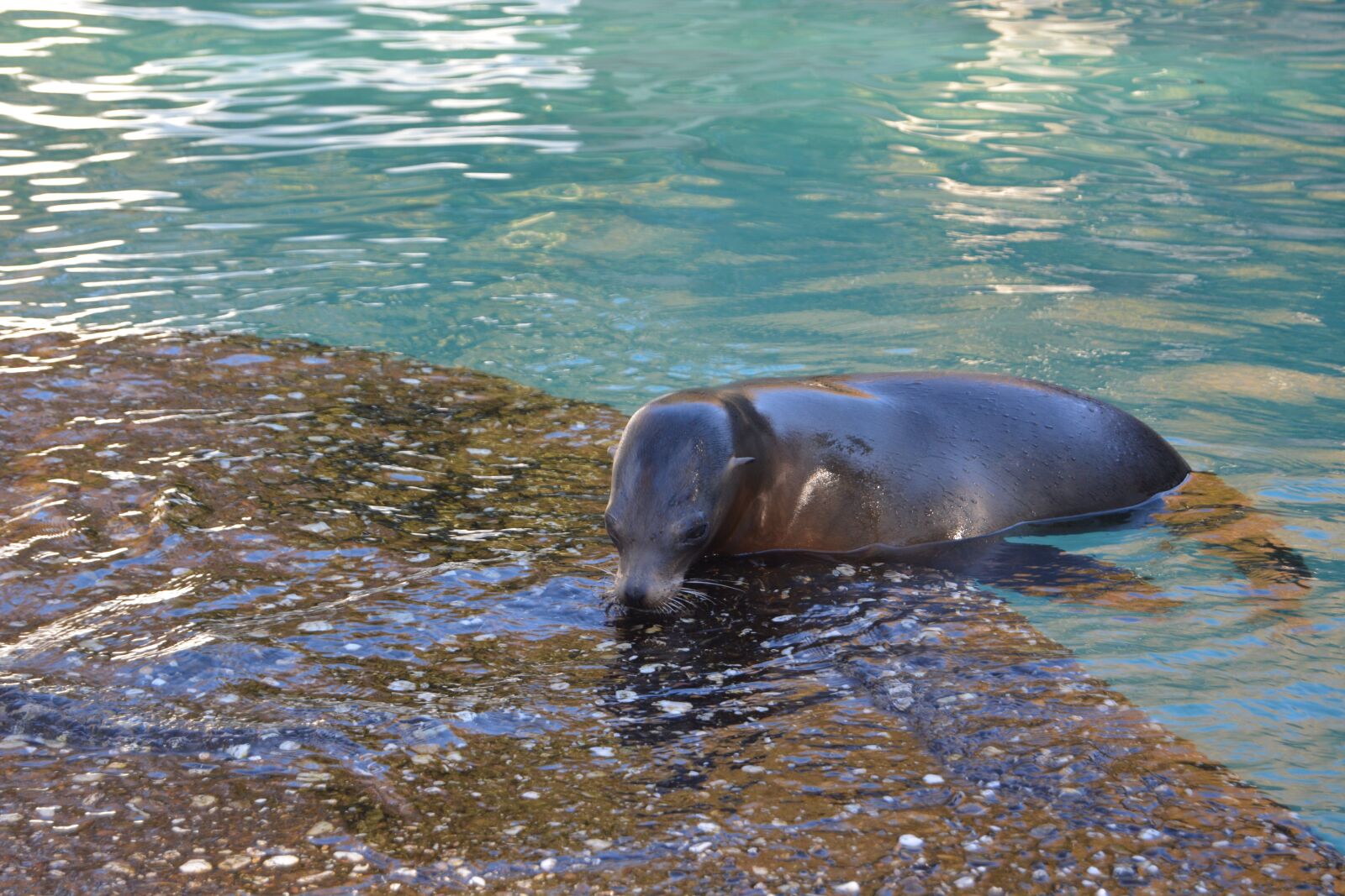 Nikon D5200 sample photo. Water, seal, robbe photography