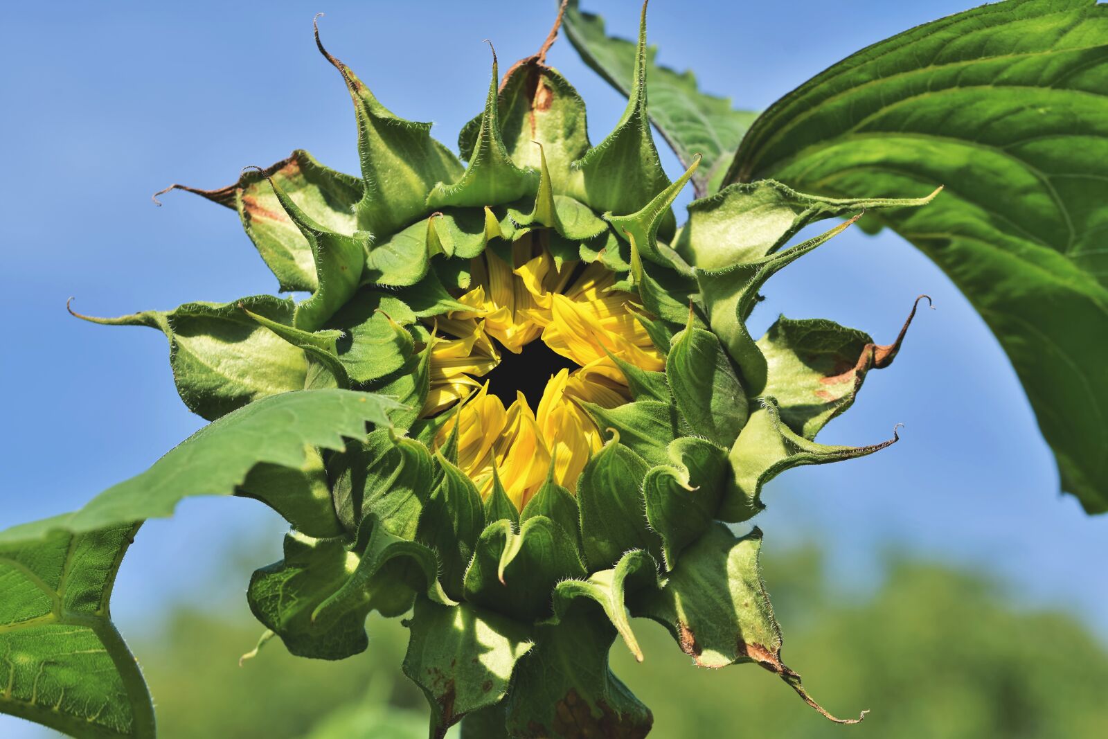 Nikon D7200 sample photo. Sunflower, flower, bud photography