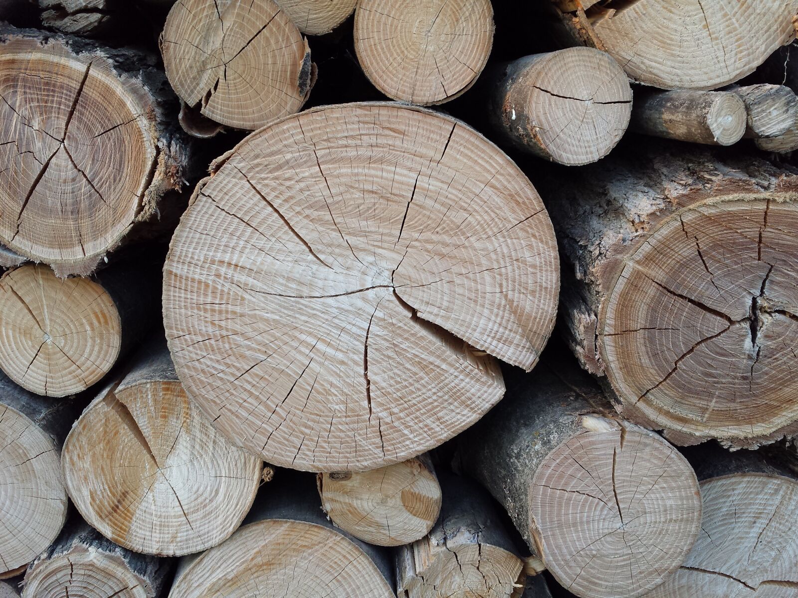 Samsung Galaxy S4 sample photo. Wood, trees, woodcutter photography