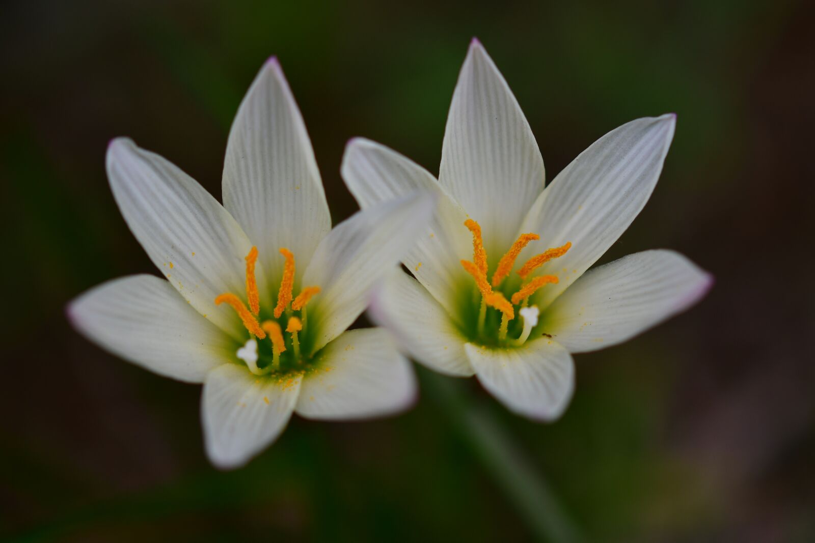 Nikon D500 sample photo. White crocus, orange pistils photography