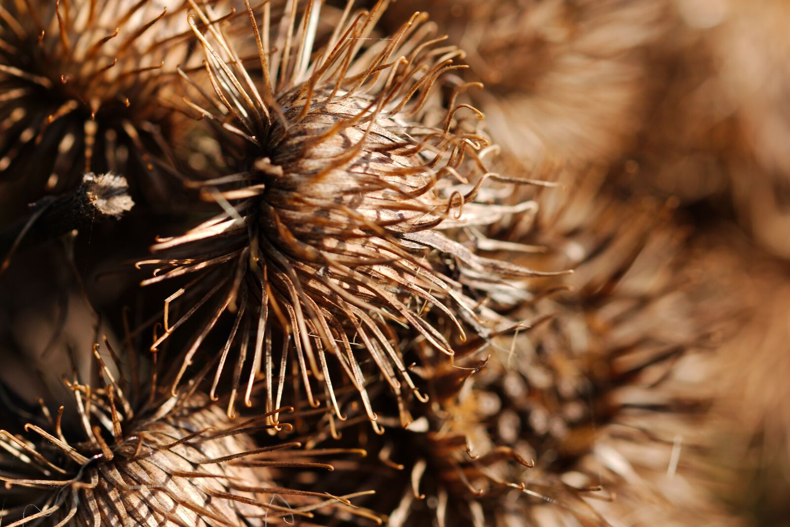 Canon EOS 70D sample photo. Nature, cone, needle photography