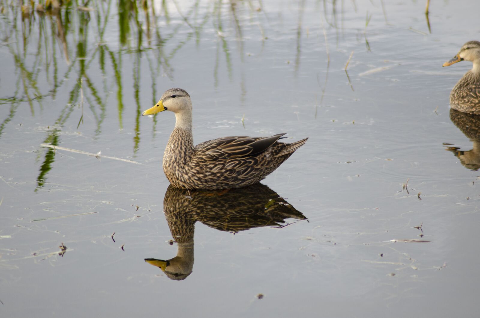 Nikon D7000 sample photo. Duck, bird, nature photography