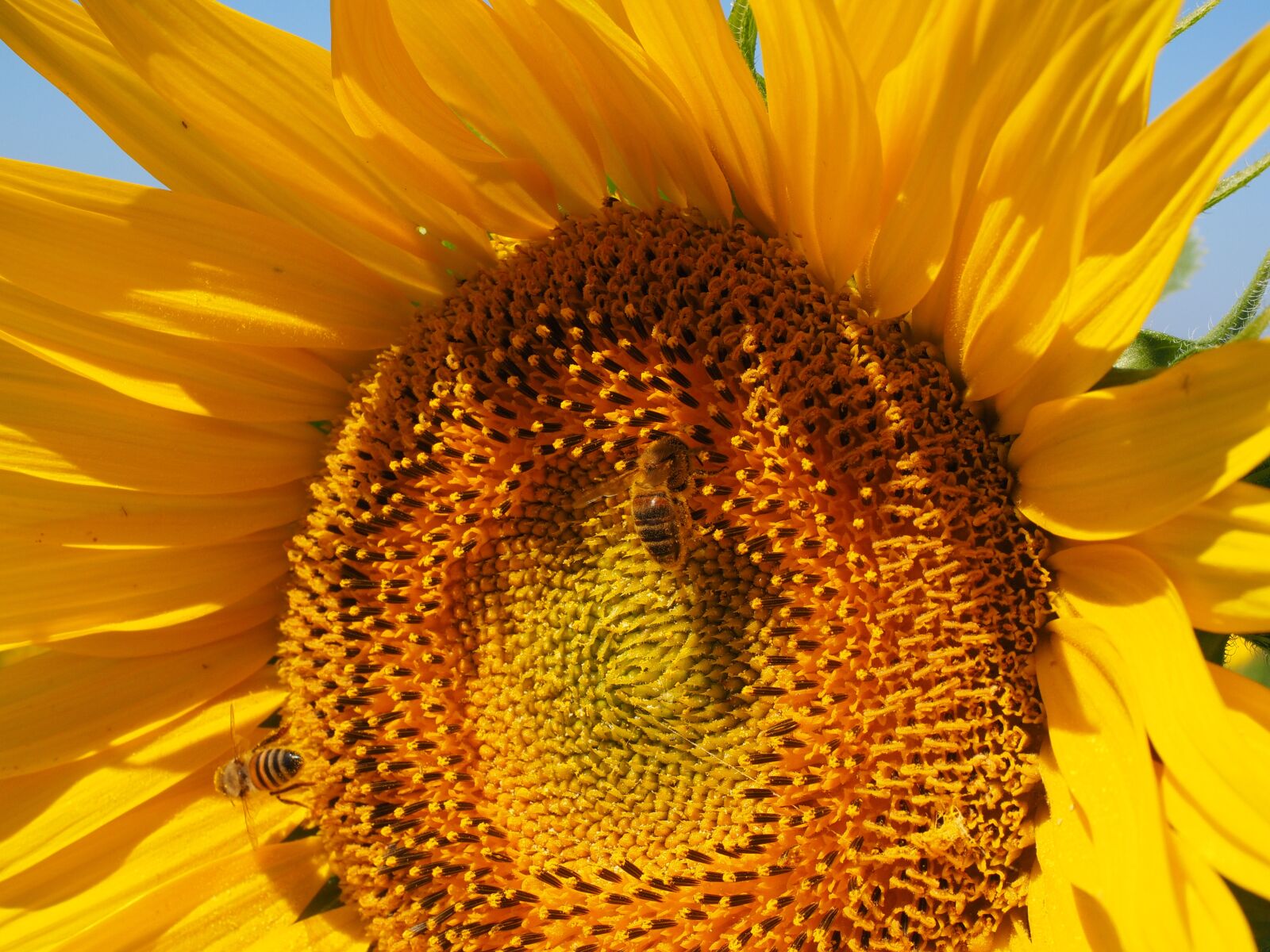 Olympus OM-D E-M1 + Olympus M.Zuiko Digital ED 12-40mm F2.8 Pro sample photo. Sunflower, bee, blossom photography