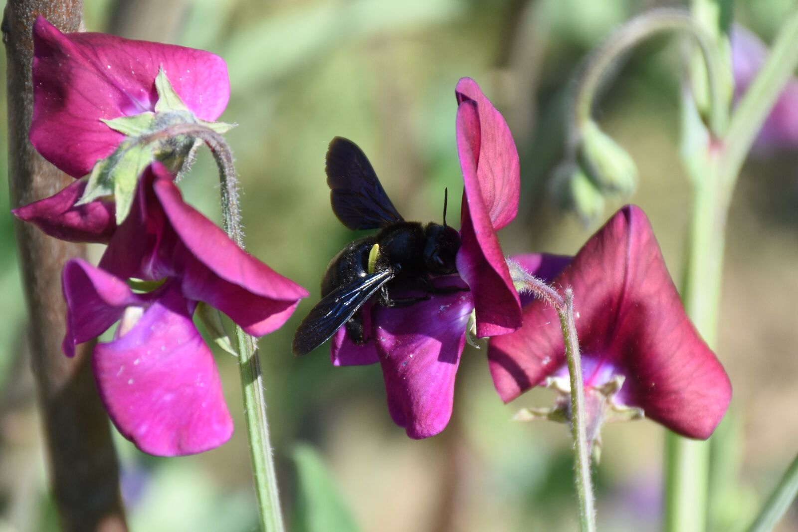 Nikon D7200 sample photo. Sweet peas, garden, flowers photography
