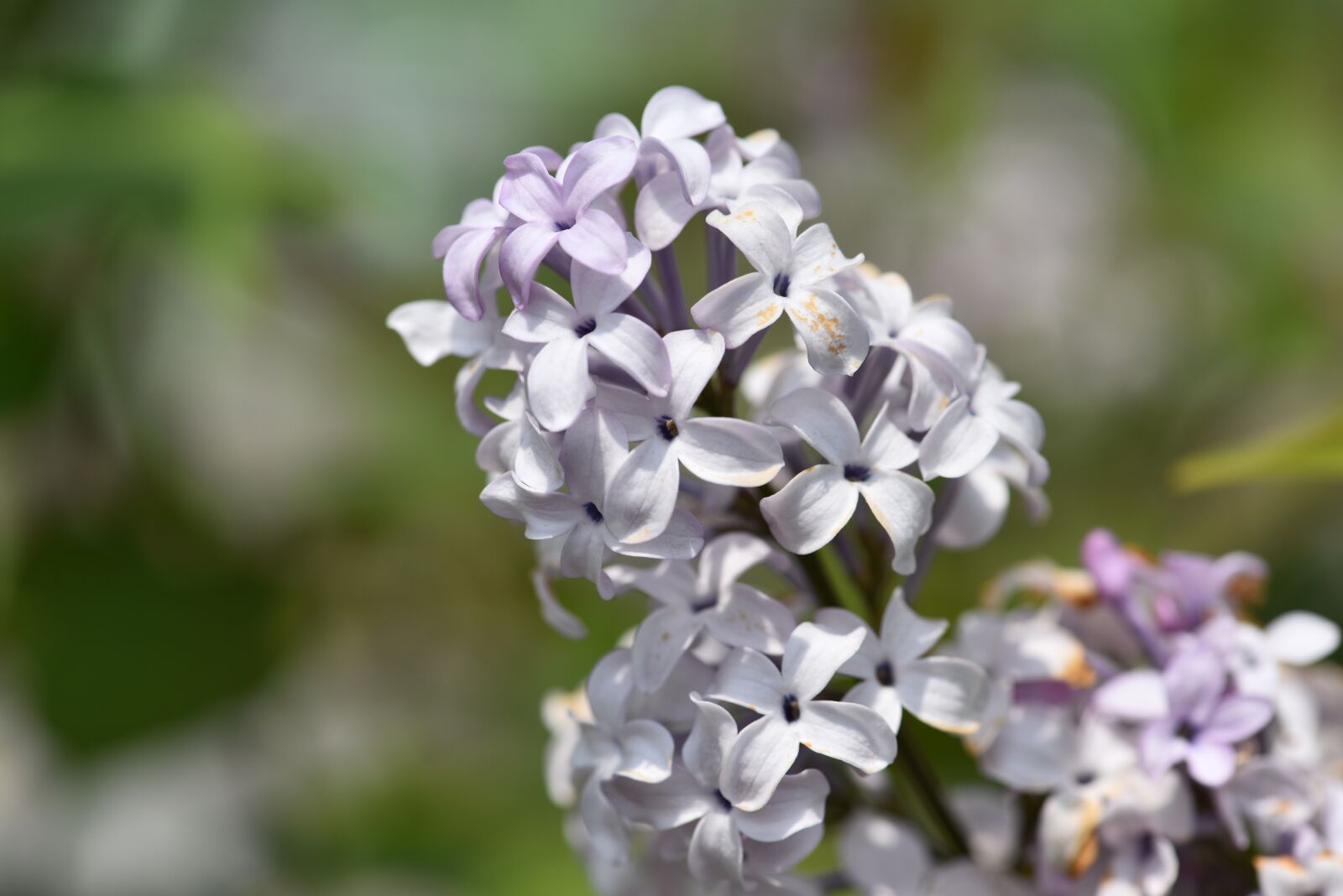Nikon D810 sample photo. Lilac, flowers, lilac blossom photography