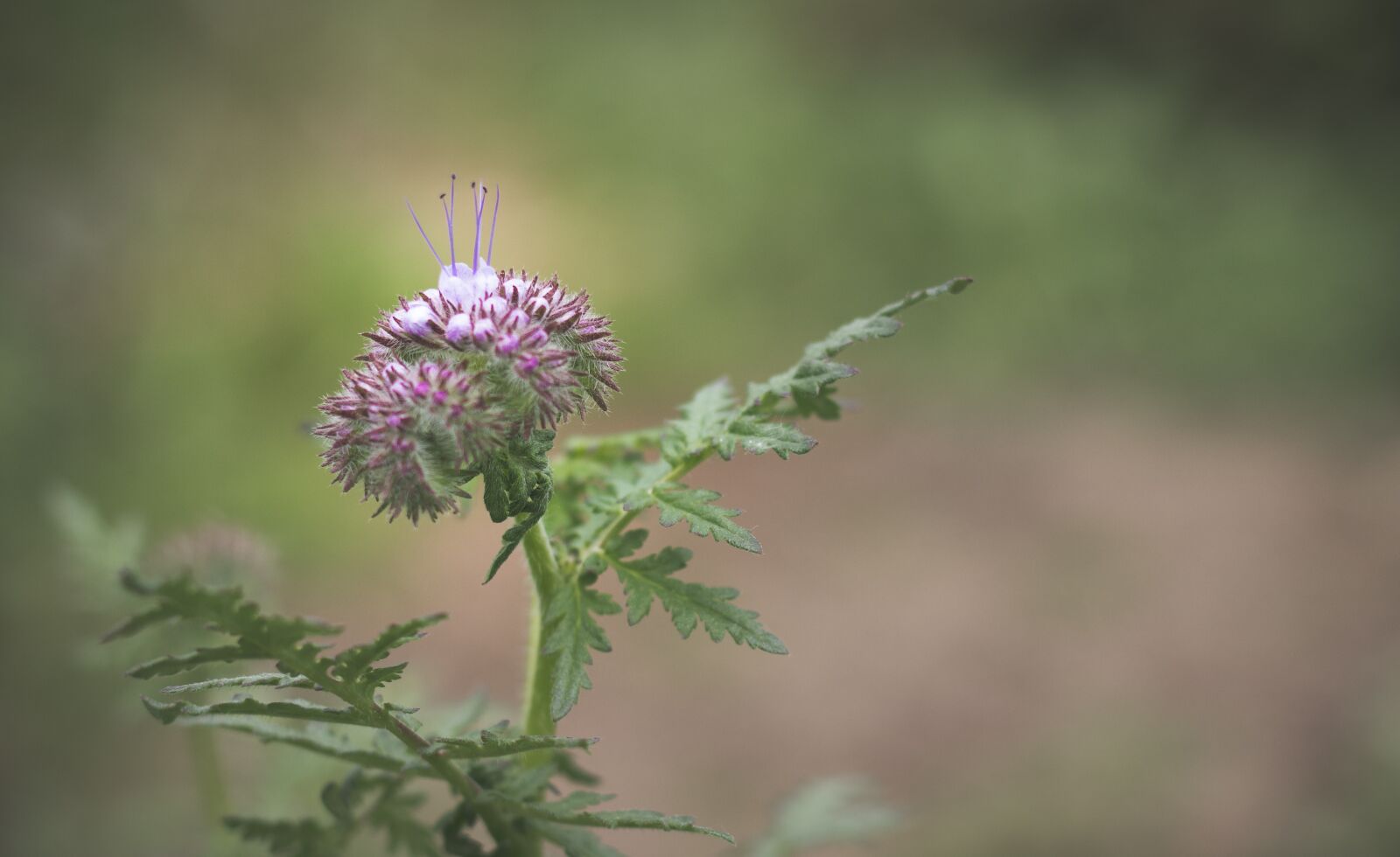 Canon EOS 600D (Rebel EOS T3i / EOS Kiss X5) + Canon EF 50mm F1.8 II sample photo. Blossom, bloom, plant photography
