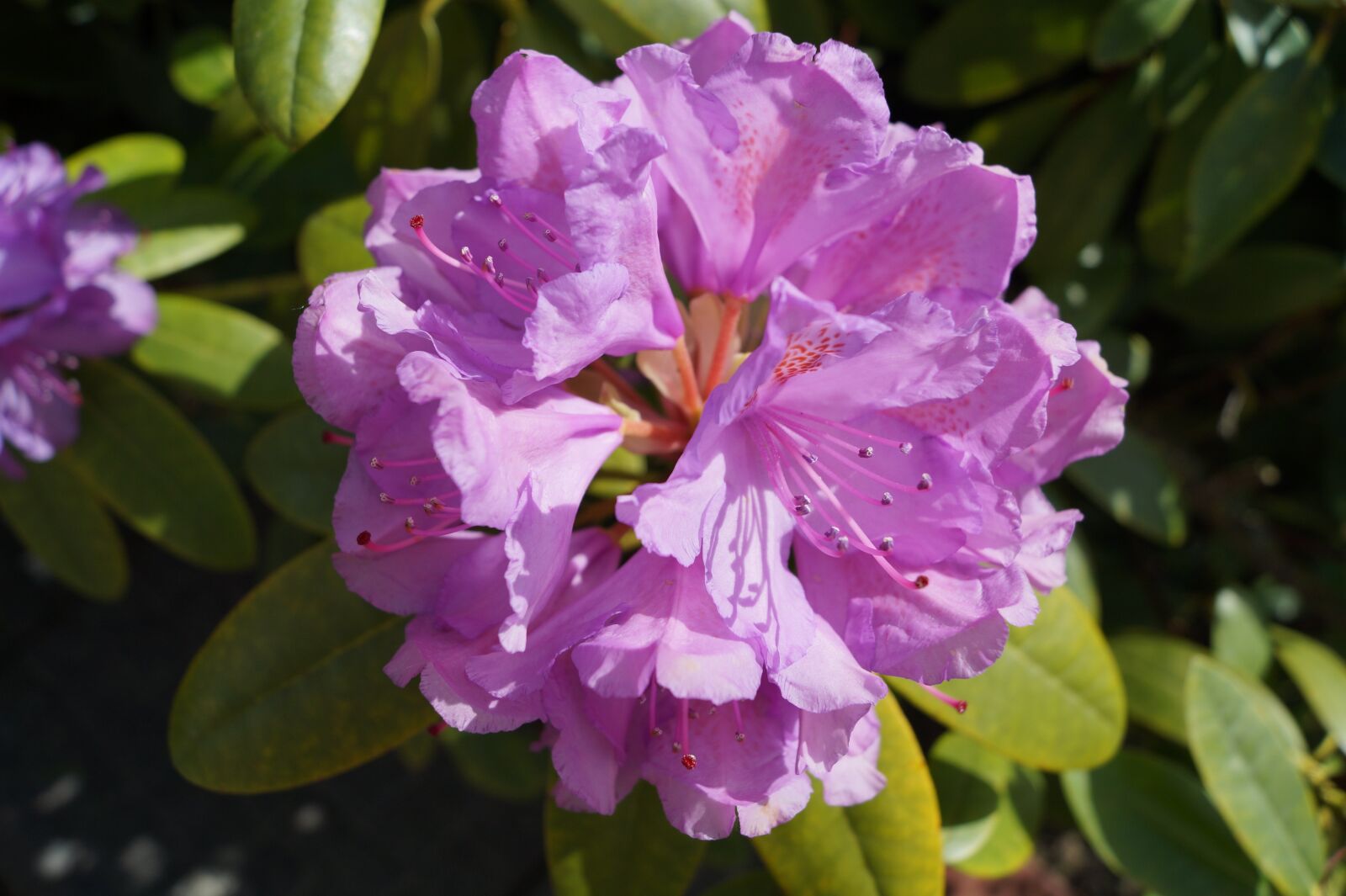 Sony DT 18-55mm F3.5-5.6 SAM II sample photo. Rhododendron, garden, flowers photography