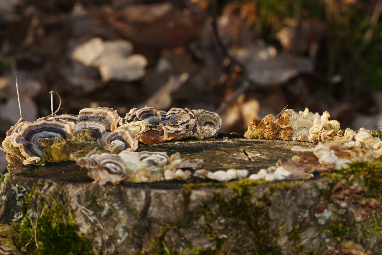 Panasonic Lumix DMC-FZ1000 sample photo. Log, mushrooms, mushroom collection photography