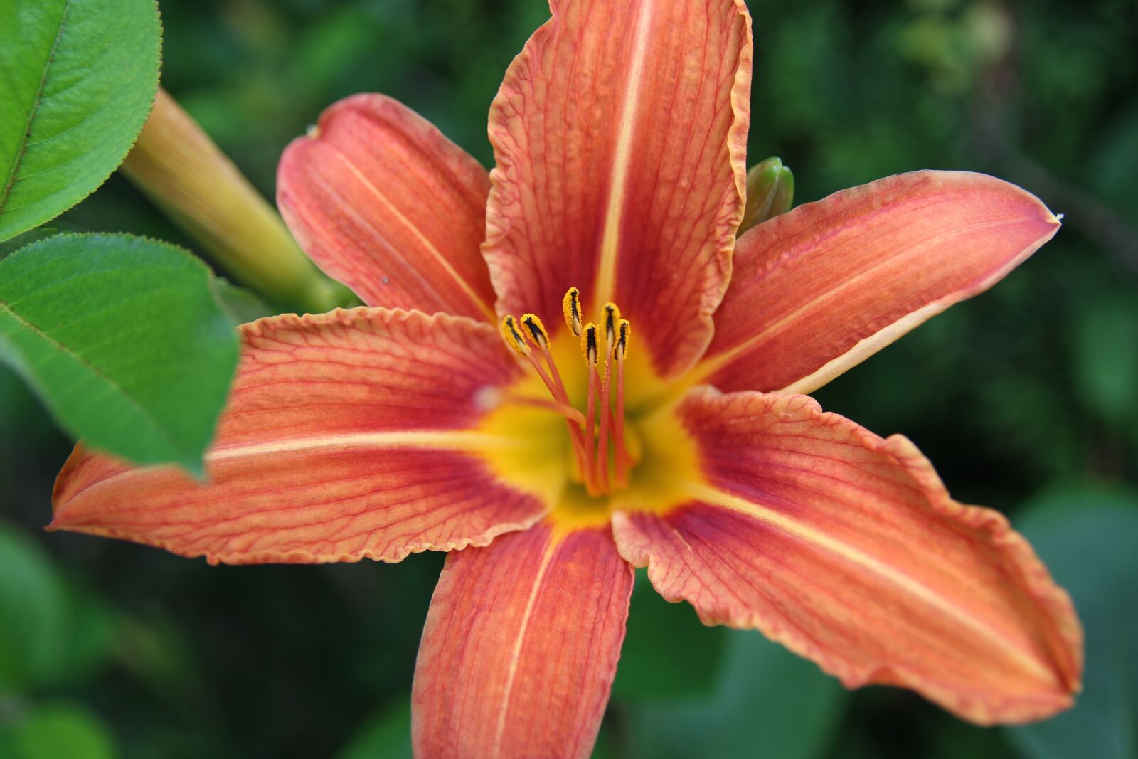 Canon EOS 700D (EOS Rebel T5i / EOS Kiss X7i) sample photo. Nature, flower, plant photography