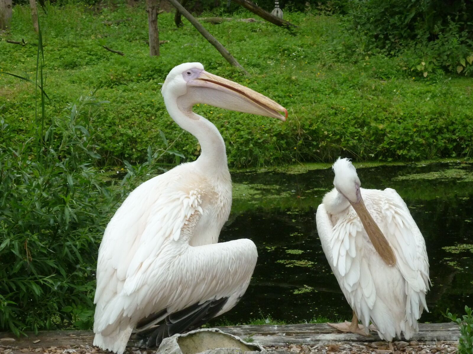 Panasonic DMC-FS62 sample photo. Birds, pelicans, clean photography