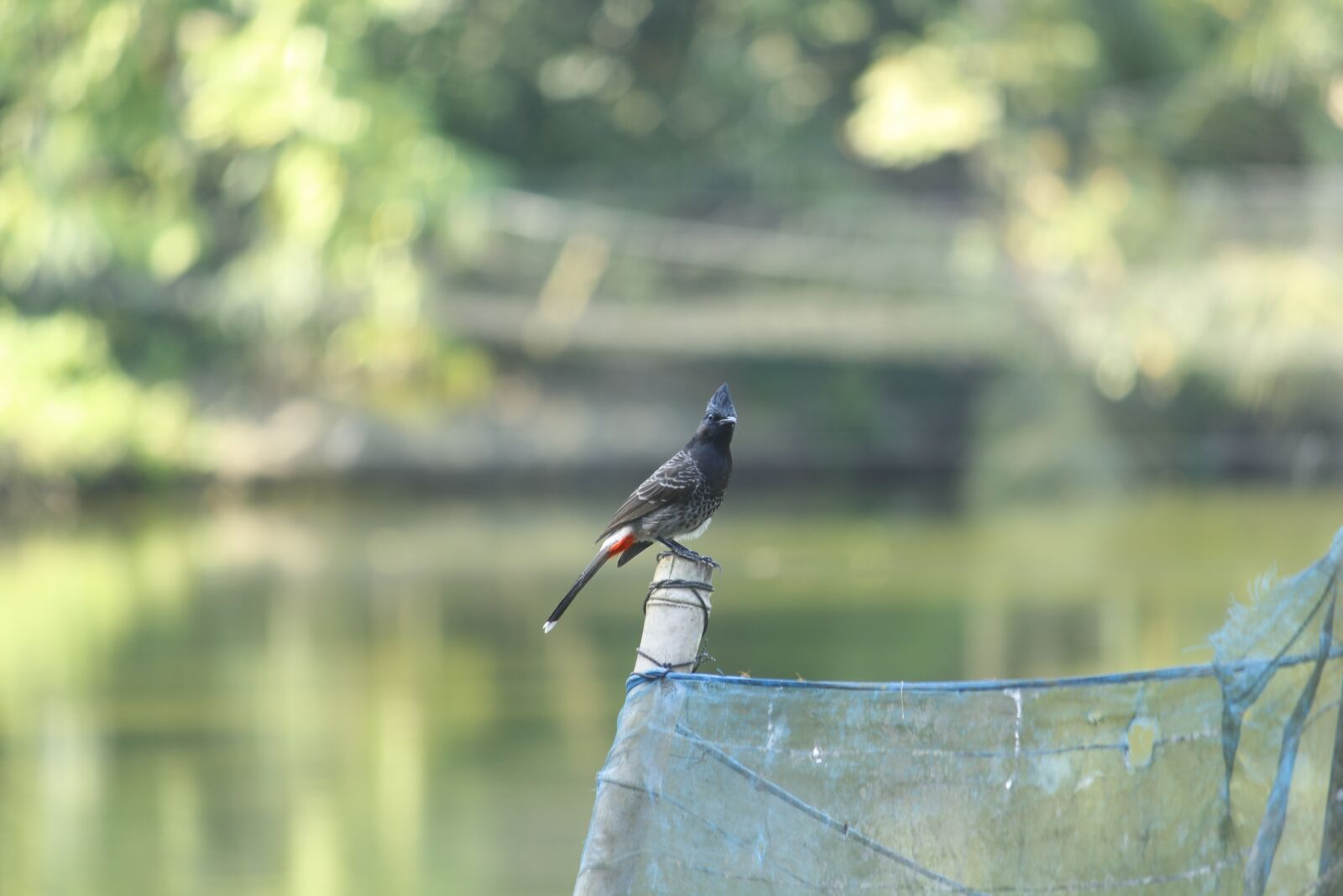 Canon EOS 700D (EOS Rebel T5i / EOS Kiss X7i) sample photo. Nature, outdoors, water photography