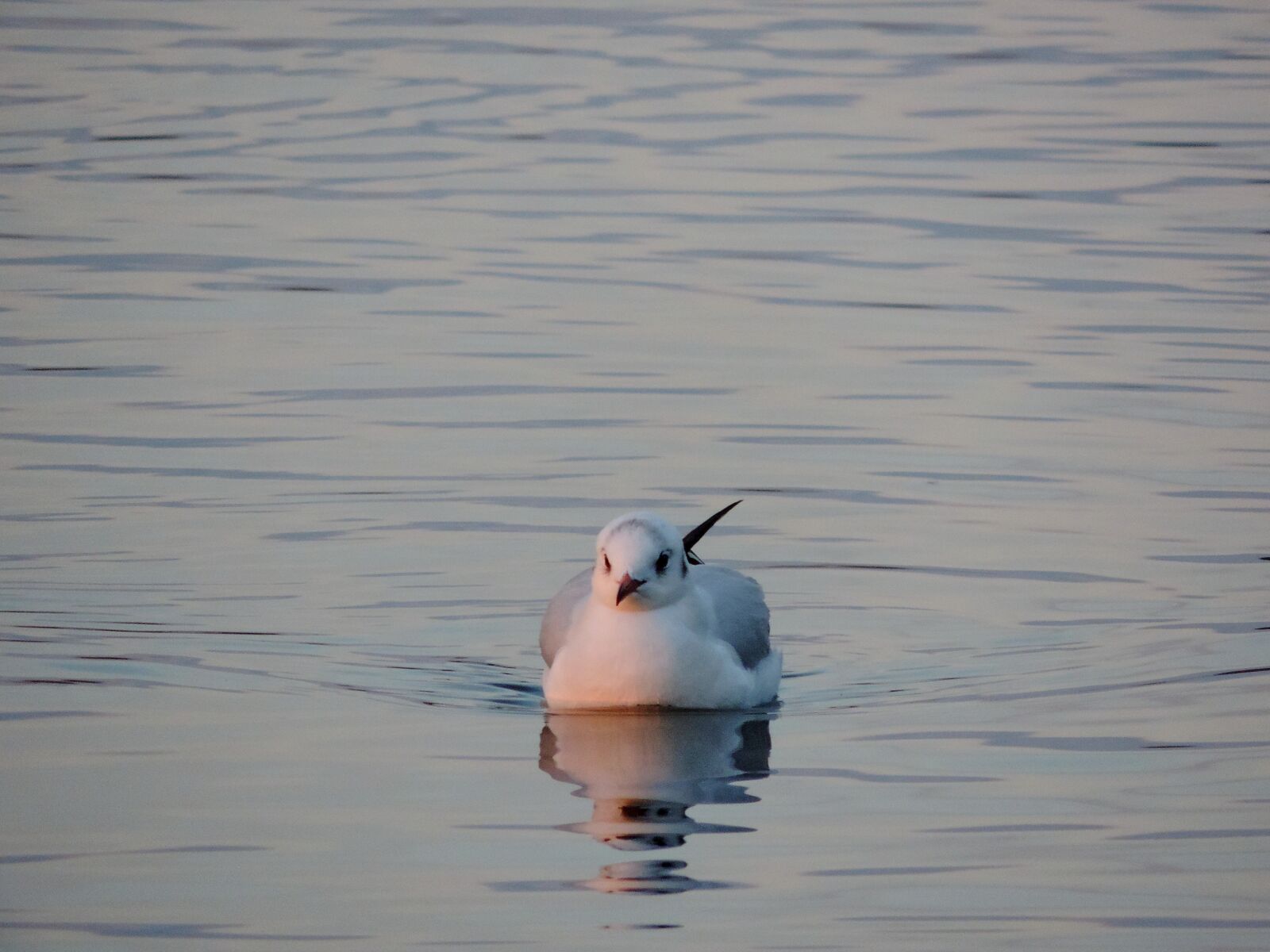Nikon Coolpix P520 sample photo. Seagull, waterfowl, bird, water photography