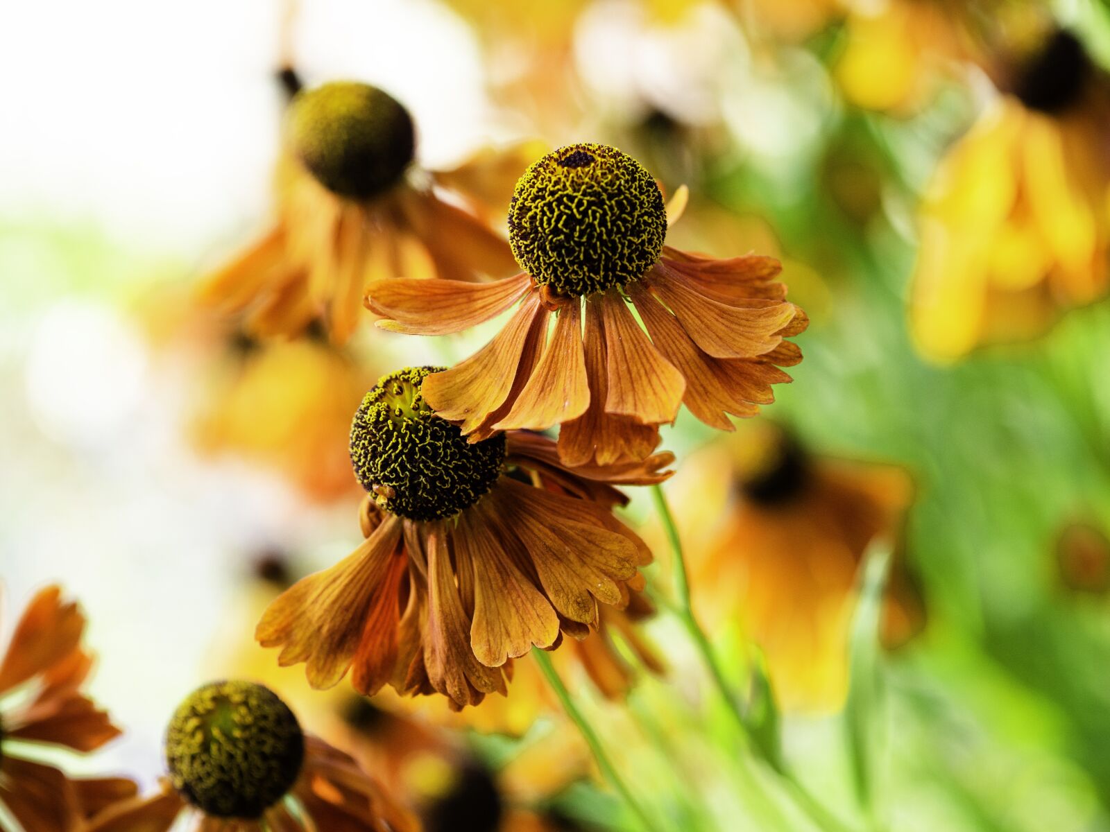 Olympus OM-D E-M10 II + Sigma 60mm F2.8 DN Art sample photo. Common sneezeweed, helenium autumnale photography