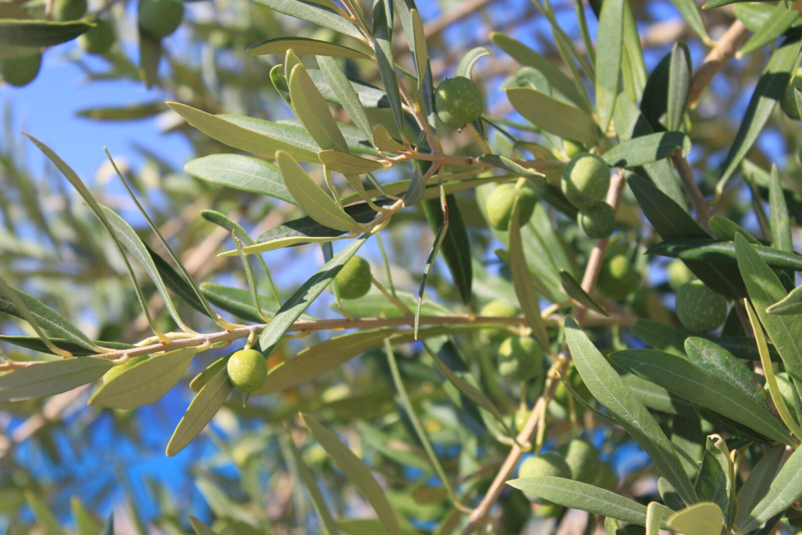 Canon EOS 500D (EOS Rebel T1i / EOS Kiss X3) sample photo. Olive, albania, nature photography