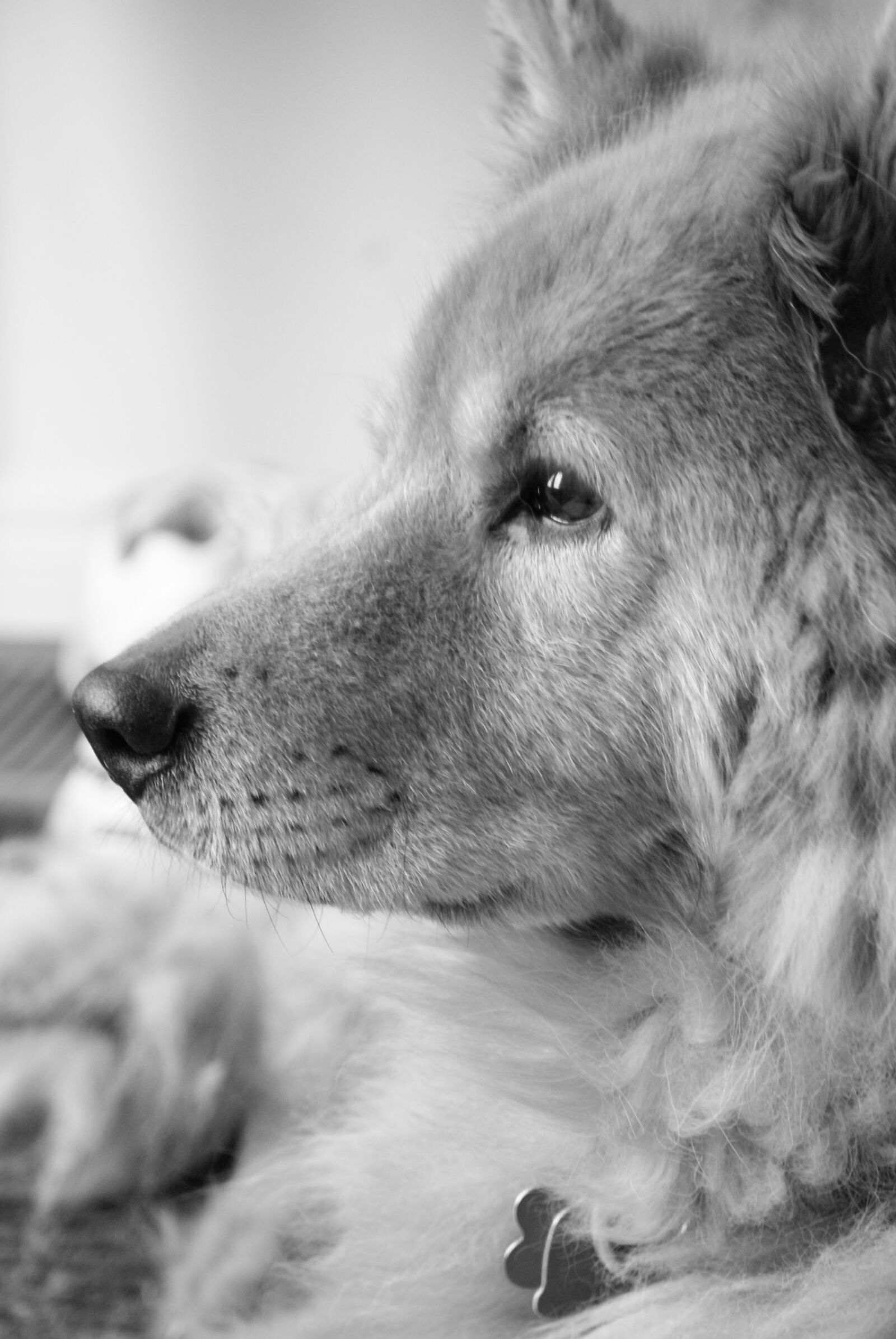 Sony Alpha DSLR-A100 sample photo. Dog, animal, pet photography