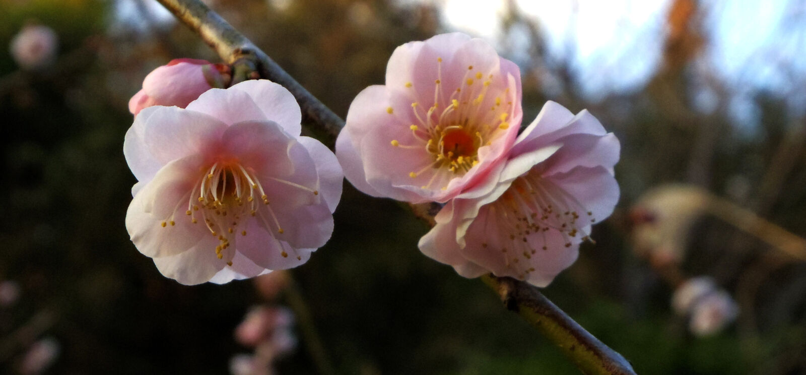 Pentax Q10 sample photo. Flower photography