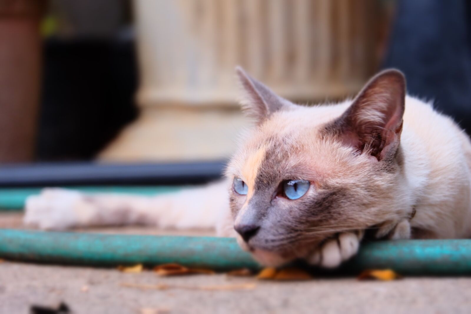 Fujifilm X-A1 + Fujifilm XC 50-230mm F4.5-6.7 OIS sample photo. Without the wait the photography