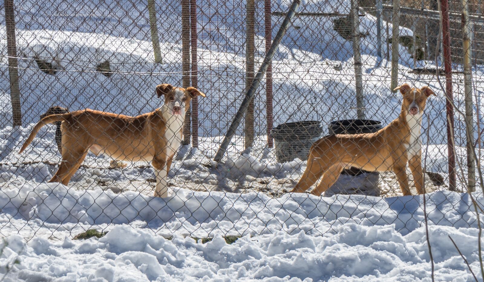 Sony a7R + Sony FE 28-70mm F3.5-5.6 OSS sample photo. Dogs, snow, winter photography