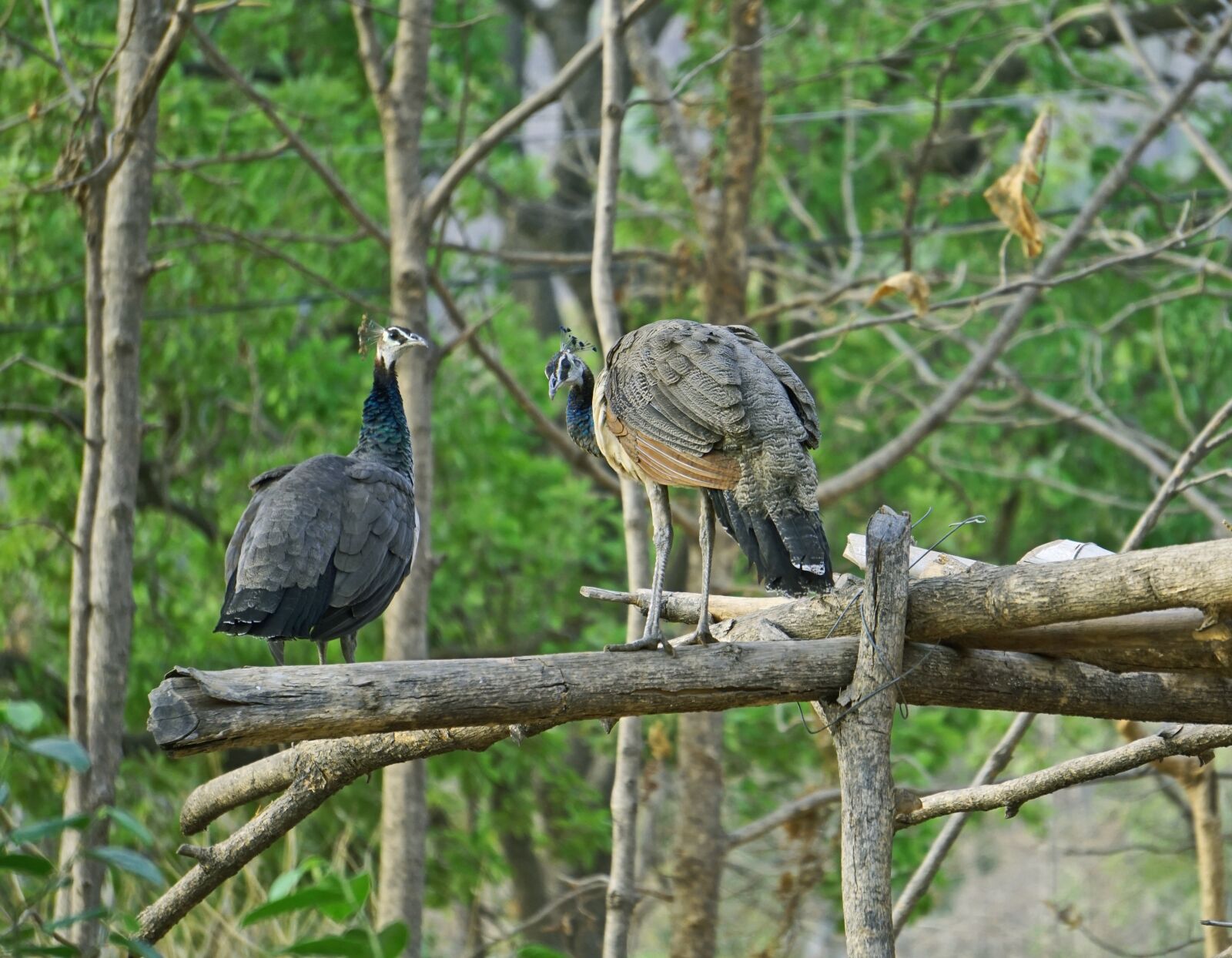 Sony a6000 sample photo. Peahen, peacock, birds photography