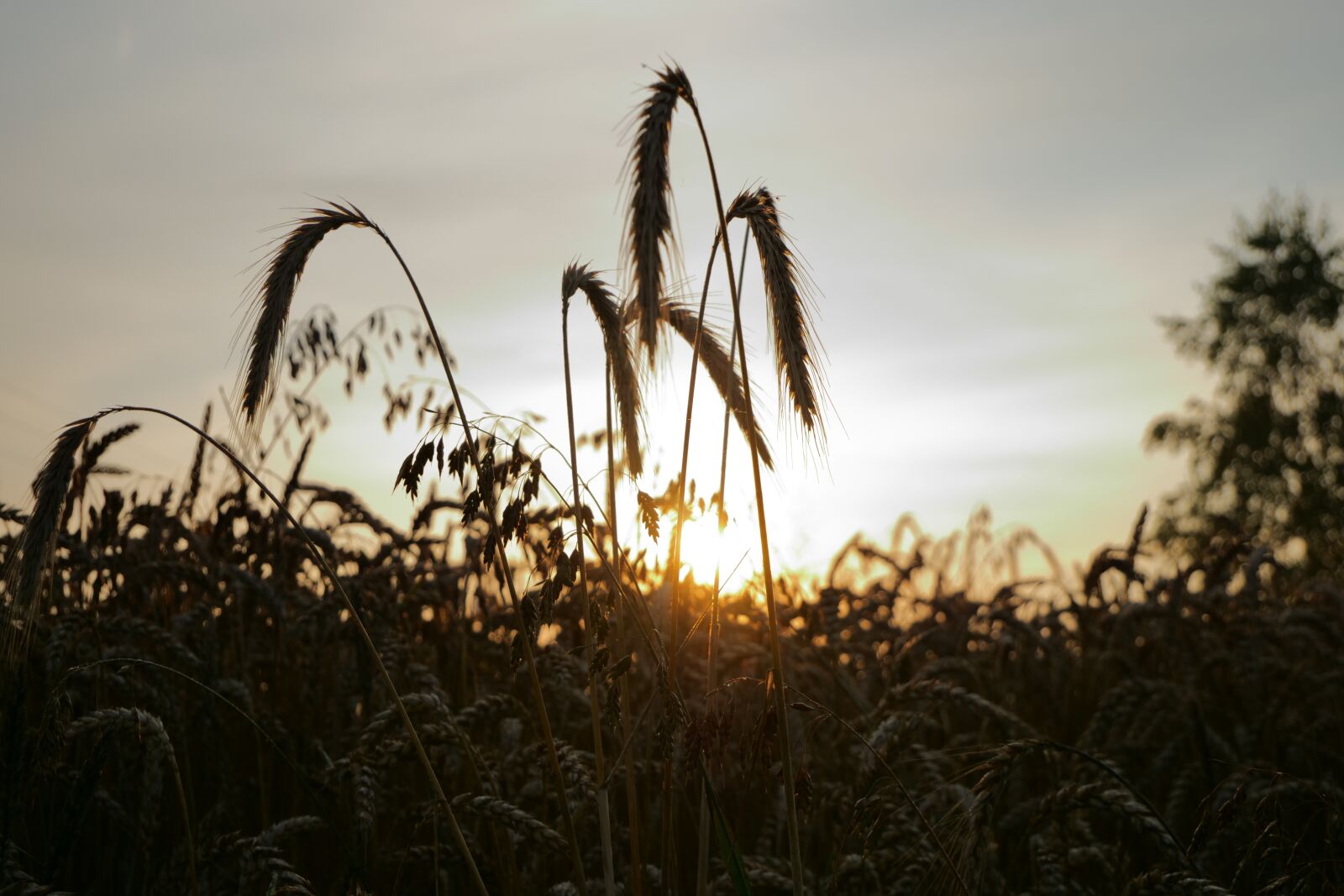 Panasonic Lumix DC-G9 sample photo. Nature, wheat, sunrise photography