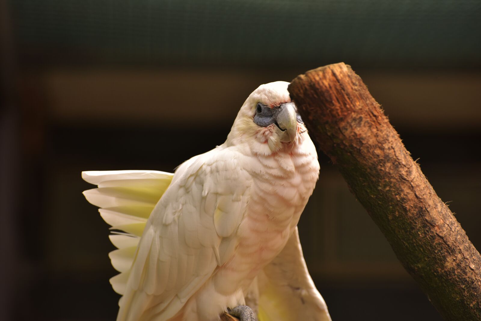 Nikon D750 sample photo. Bird, weis, animal photography