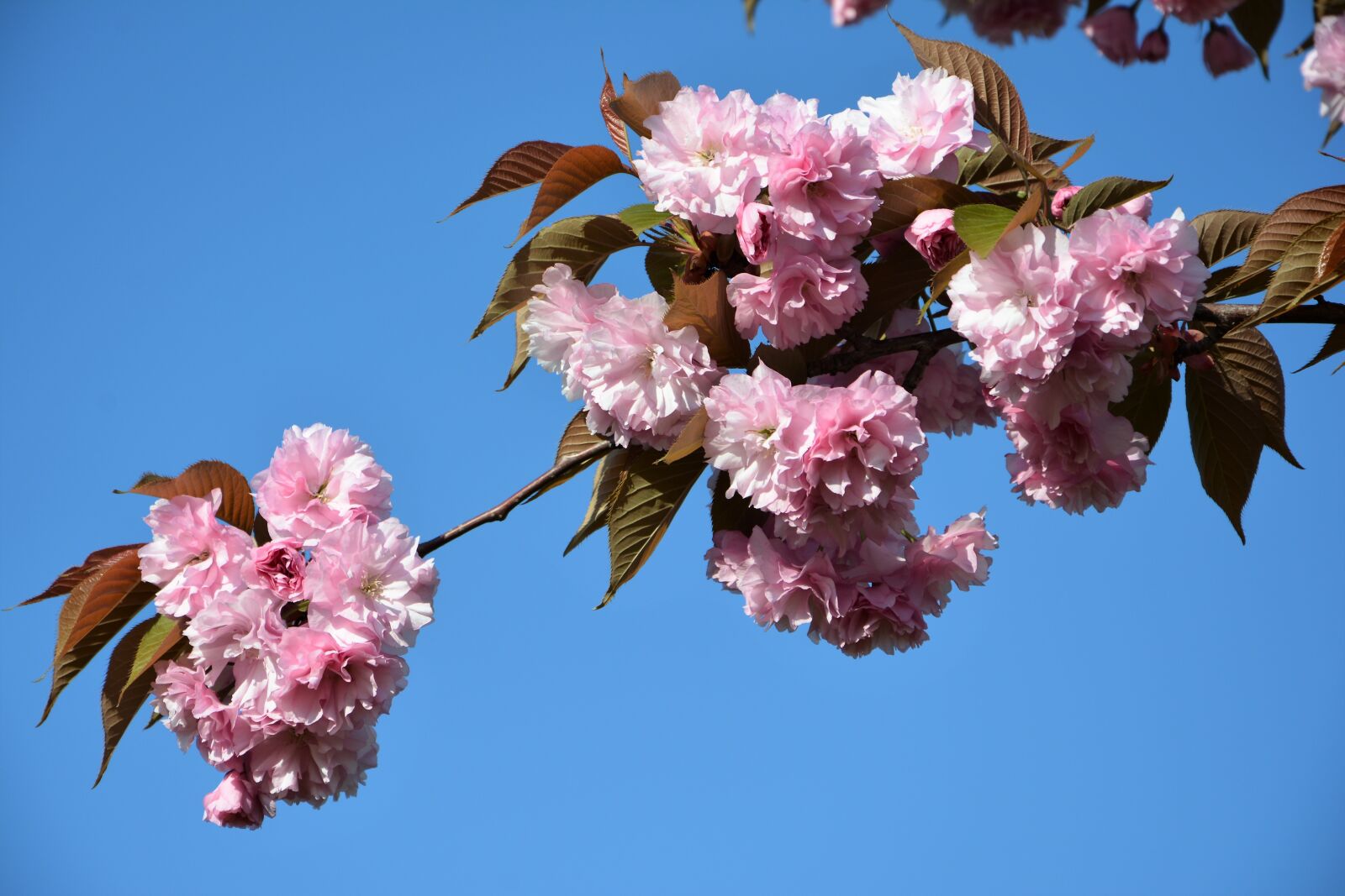 Nikon D7100 sample photo. Flower, tree, plant photography