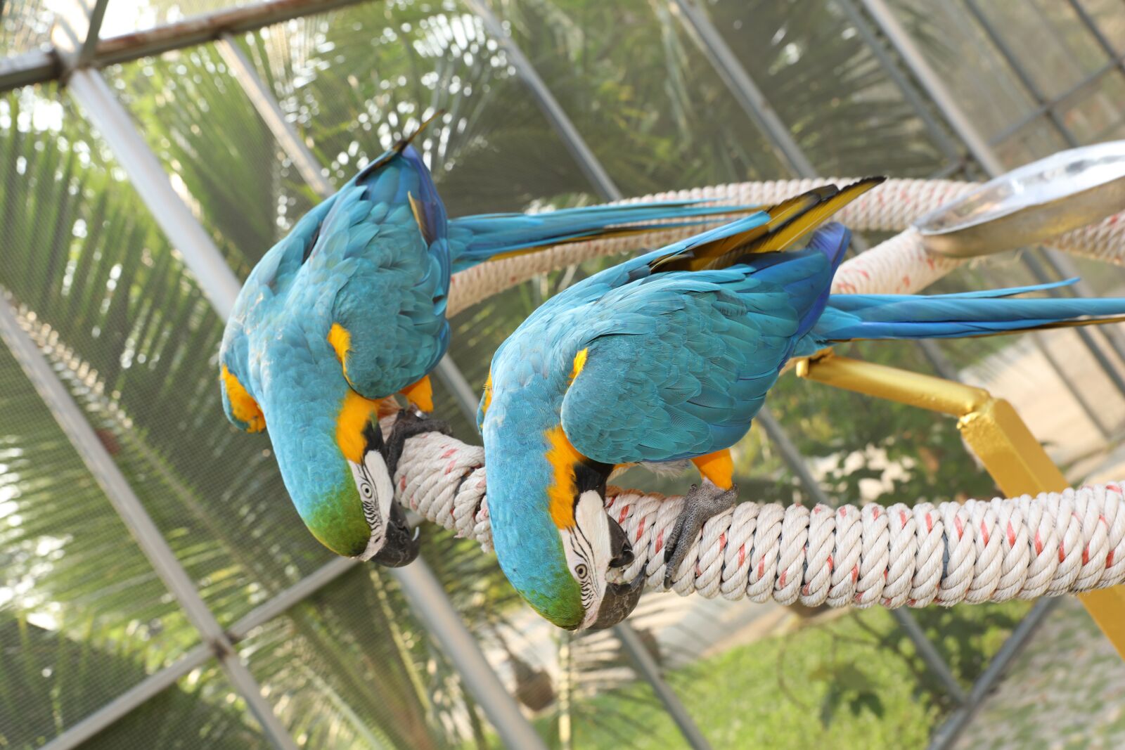 Canon EOS 5DS R sample photo. Yellow green parakeet, rare photography
