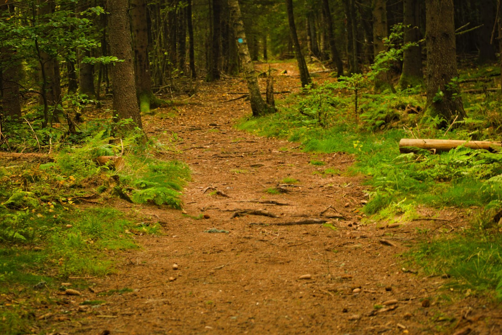 Nikon D3500 sample photo. Forest, tree, nature photography