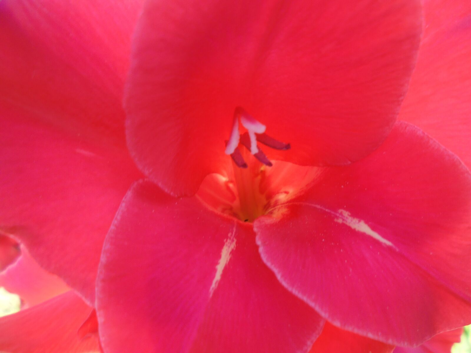 Sony Cyber-shot DSC-W810 sample photo. Gladiolus, blossom, plant photography