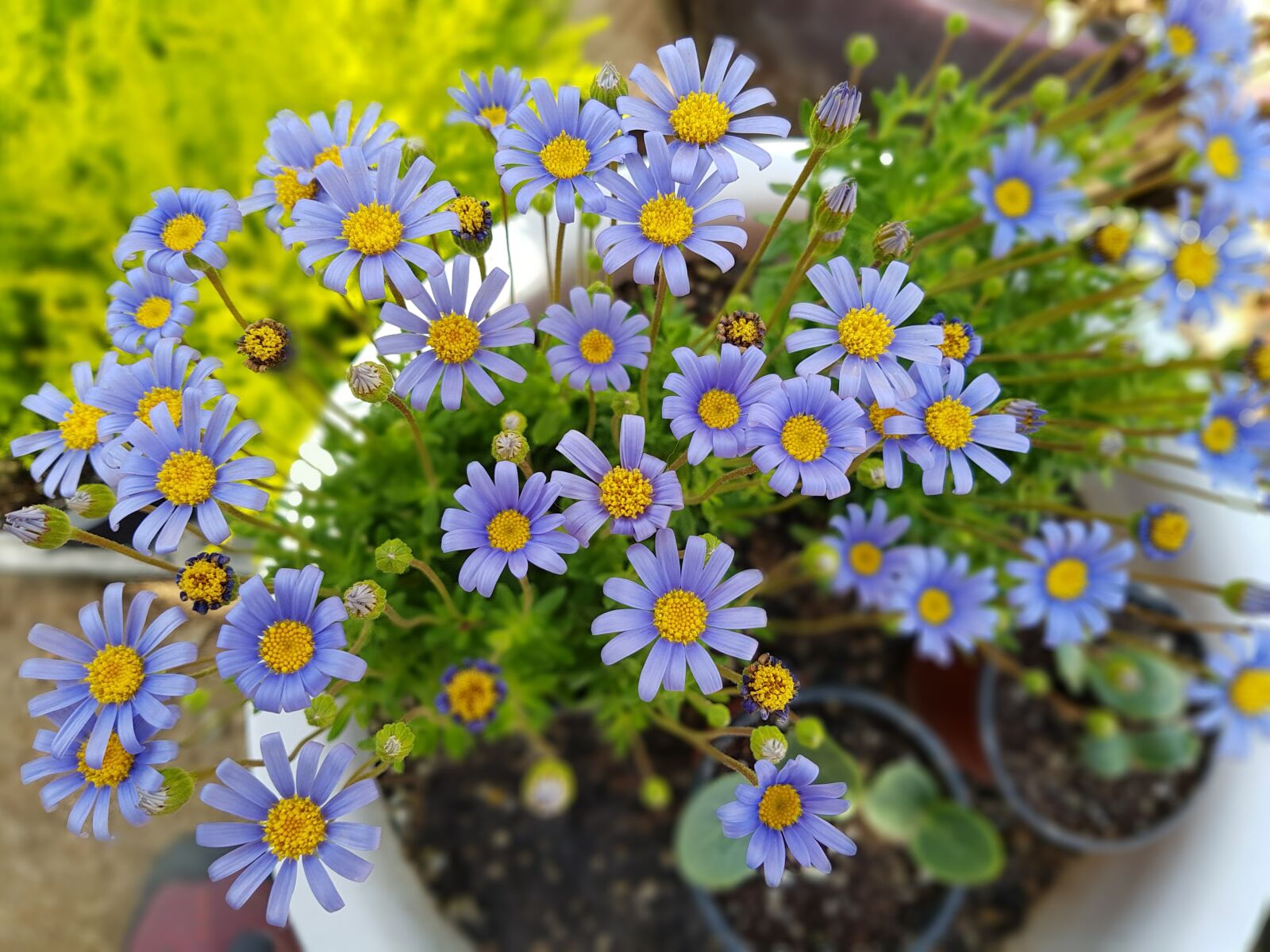 Samsung Galaxy S7 sample photo. Purple, potted plant, flowers photography