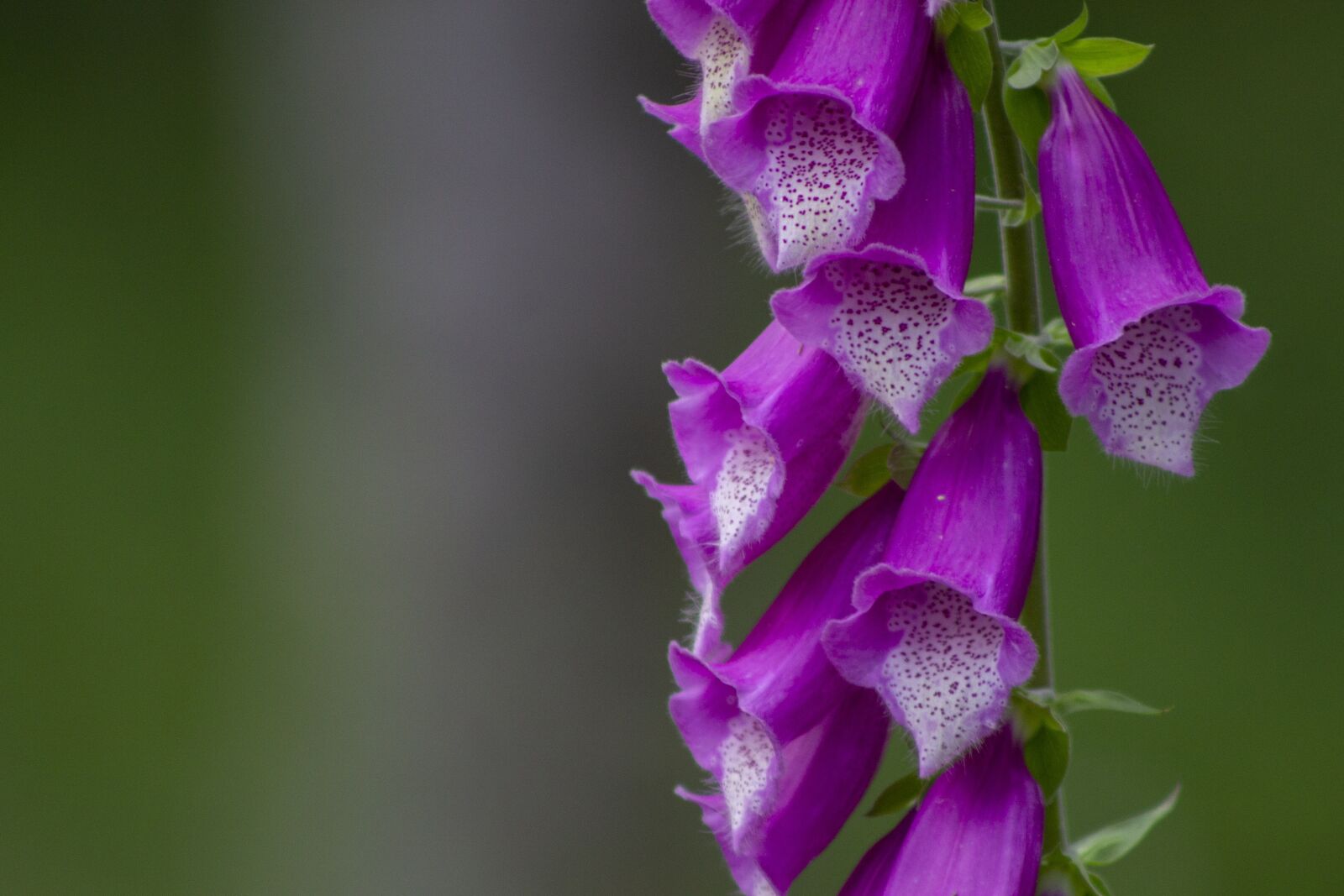 Canon EOS 1100D (EOS Rebel T3 / EOS Kiss X50) + Canon EF75-300mm f/4-5.6 sample photo. Foxglove, pink, blossom photography