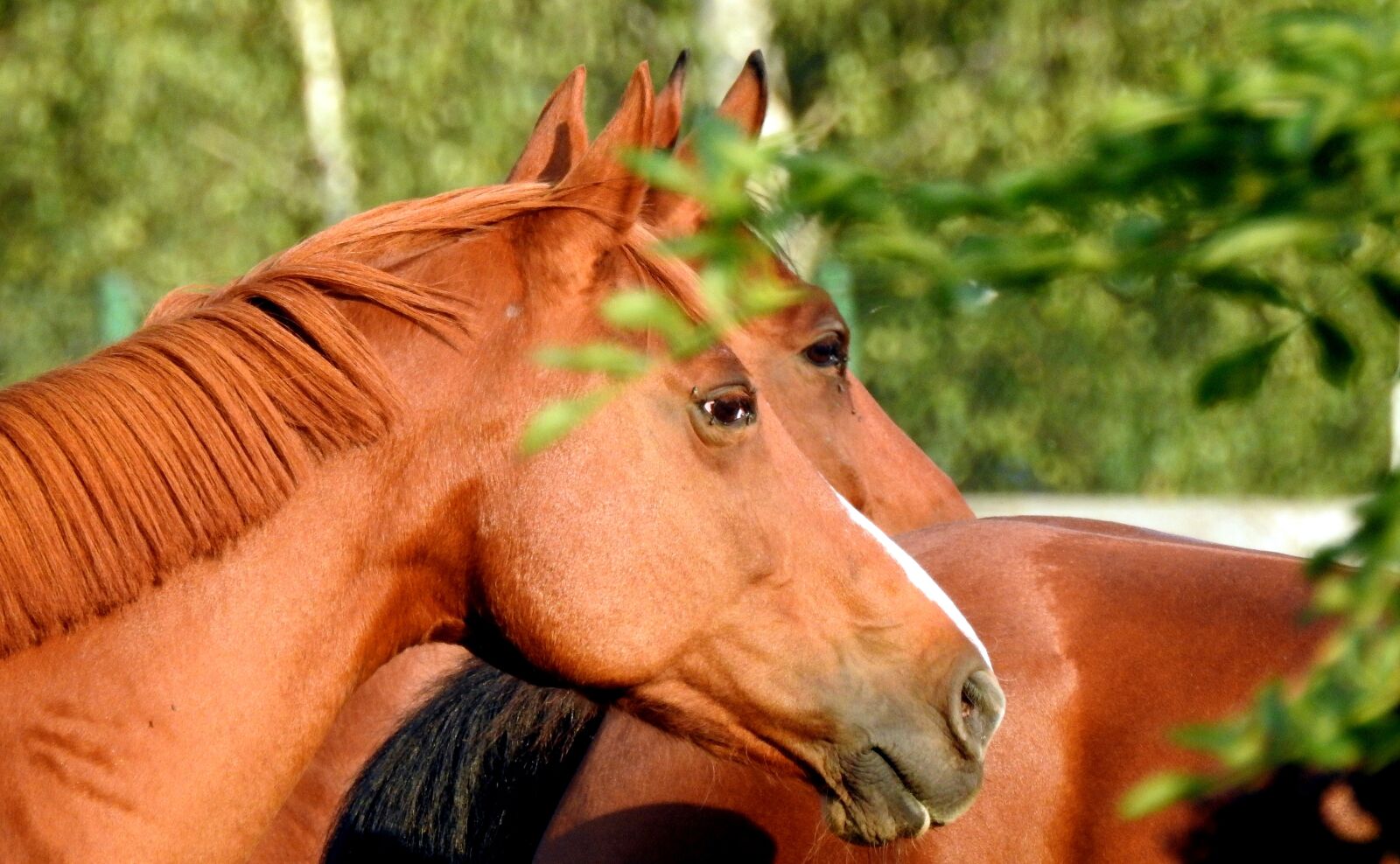 Nikon Coolpix P900 sample photo. The horse, catwalk, chestnut photography