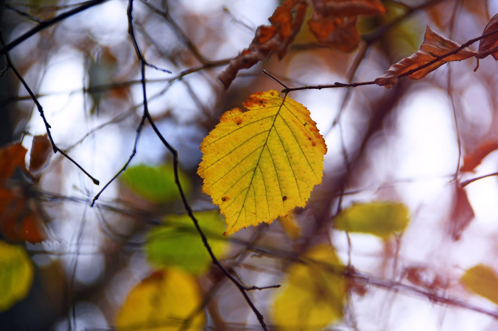 Nikon D3200 sample photo. Autumn, holidays, nature photography