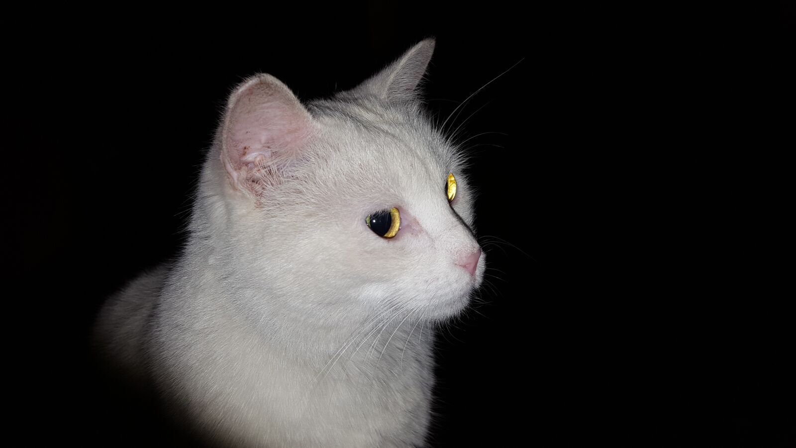 Samsung Galaxy S6 sample photo. White cat, night, cat photography
