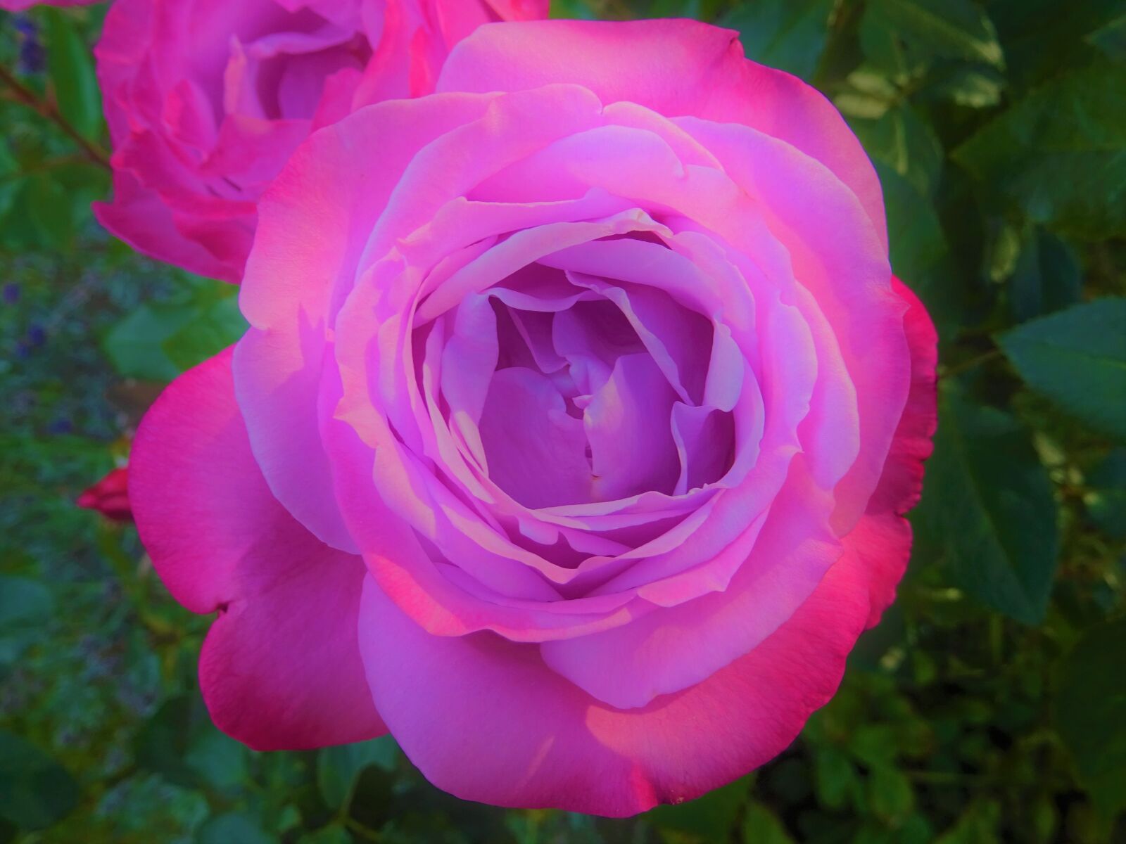 Sony DSC-HX60 sample photo. Rose, pink, flower photography