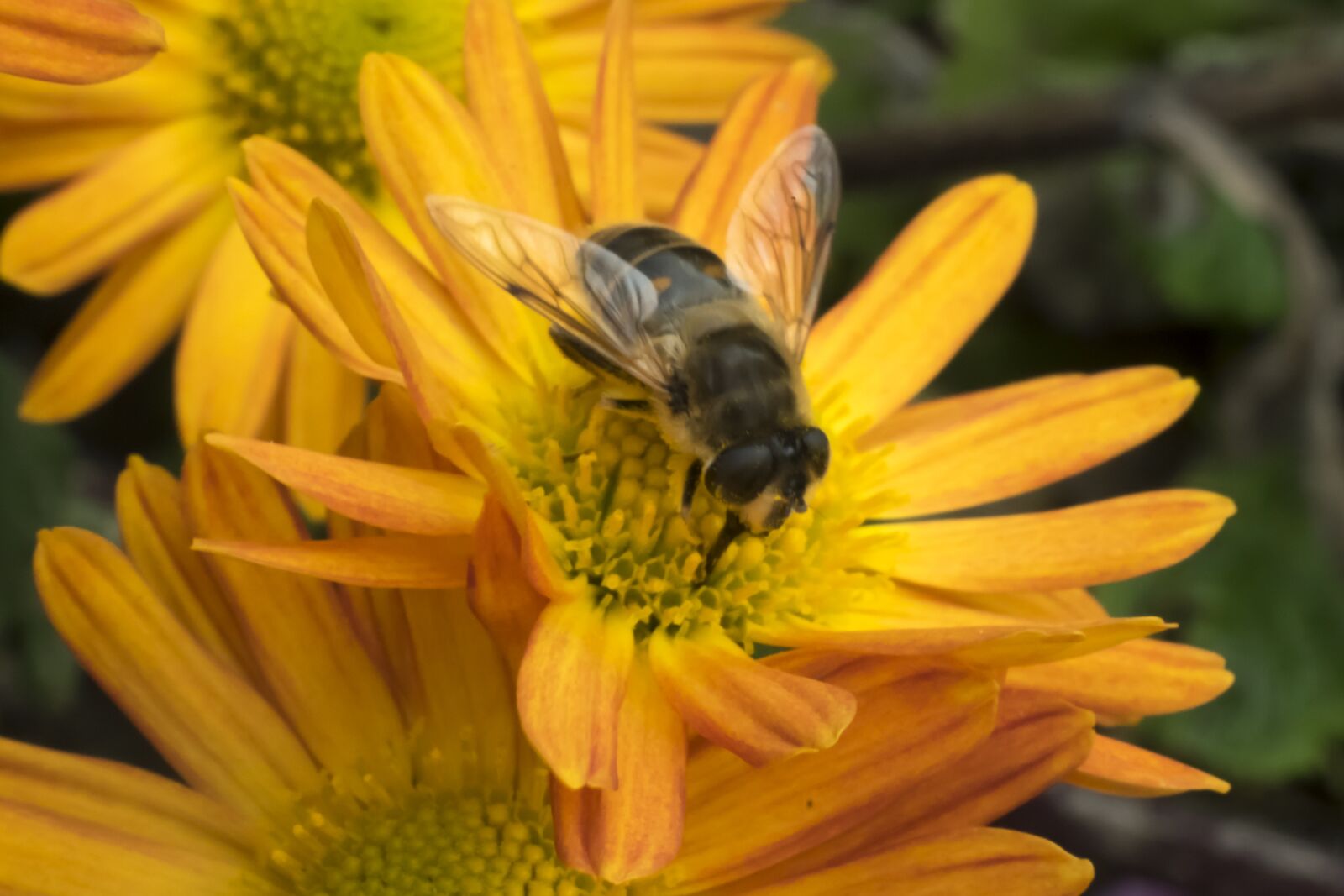 Fujifilm X-T10 sample photo. Macro, bee, flower photography