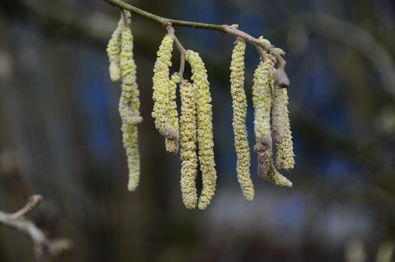 Nikon D90 sample photo. Flowering, tree, willow photography