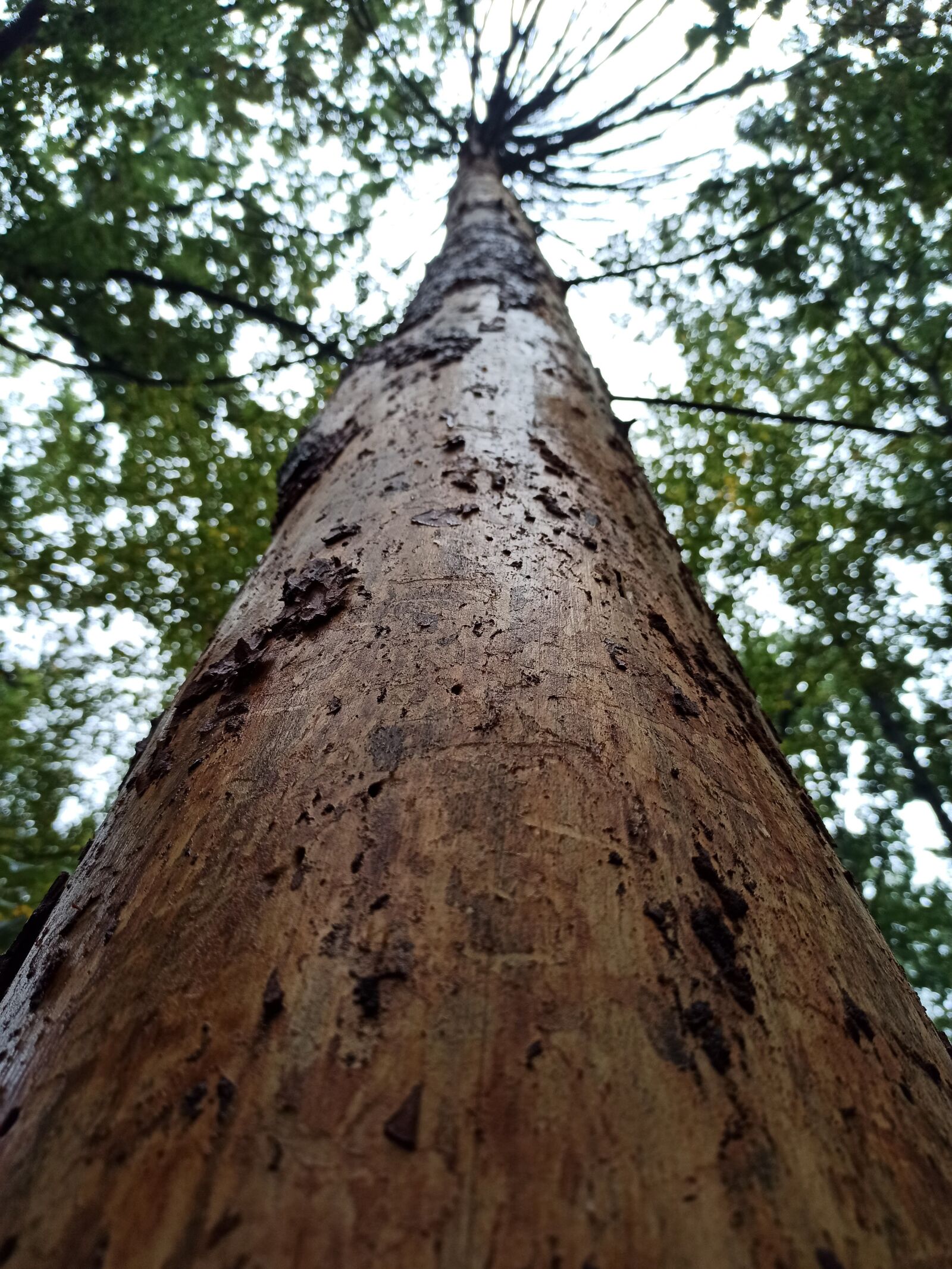 Xiaomi Redmi Note 8 Pro sample photo. Bark beetle, tree, forest photography