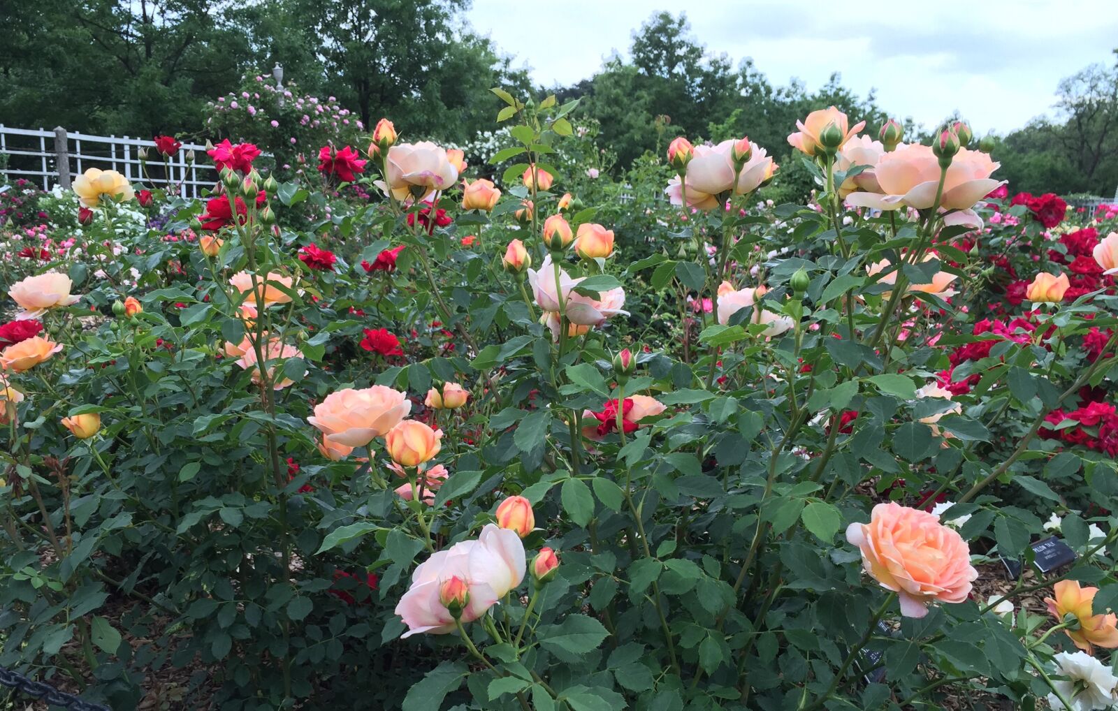 iPhone 6 Plus back camera 4.15mm f/2.2 sample photo. Rose garden, roses, romantic photography