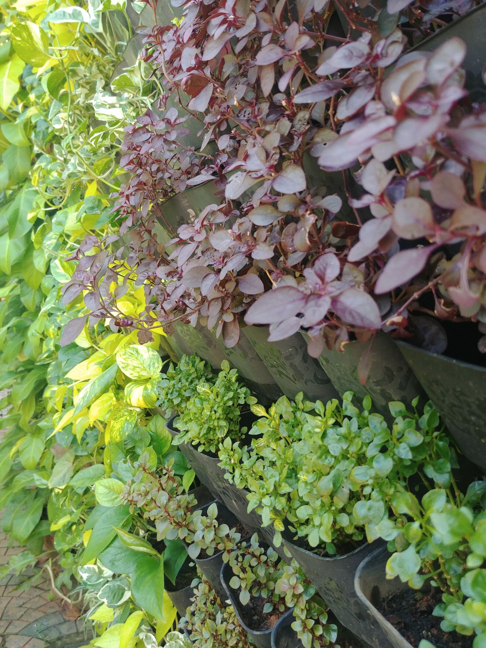 LG G6 sample photo. Garden, leaves, summer photography