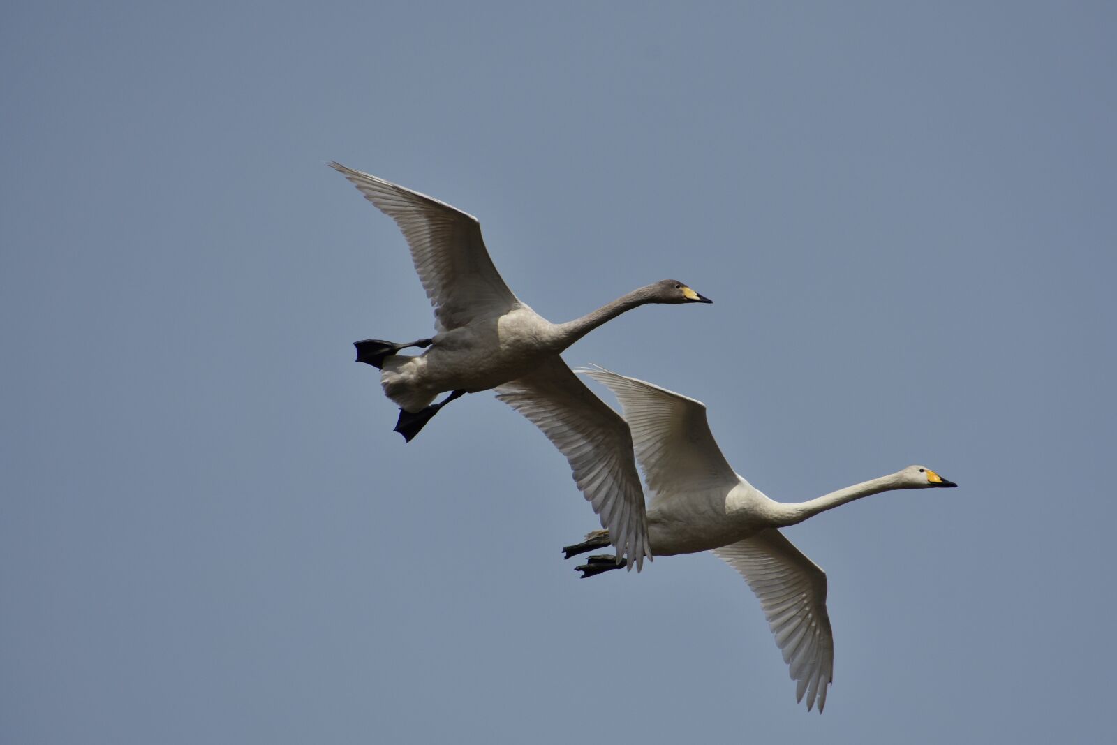 Nikon D7200 sample photo. Animal, sky, bird photography