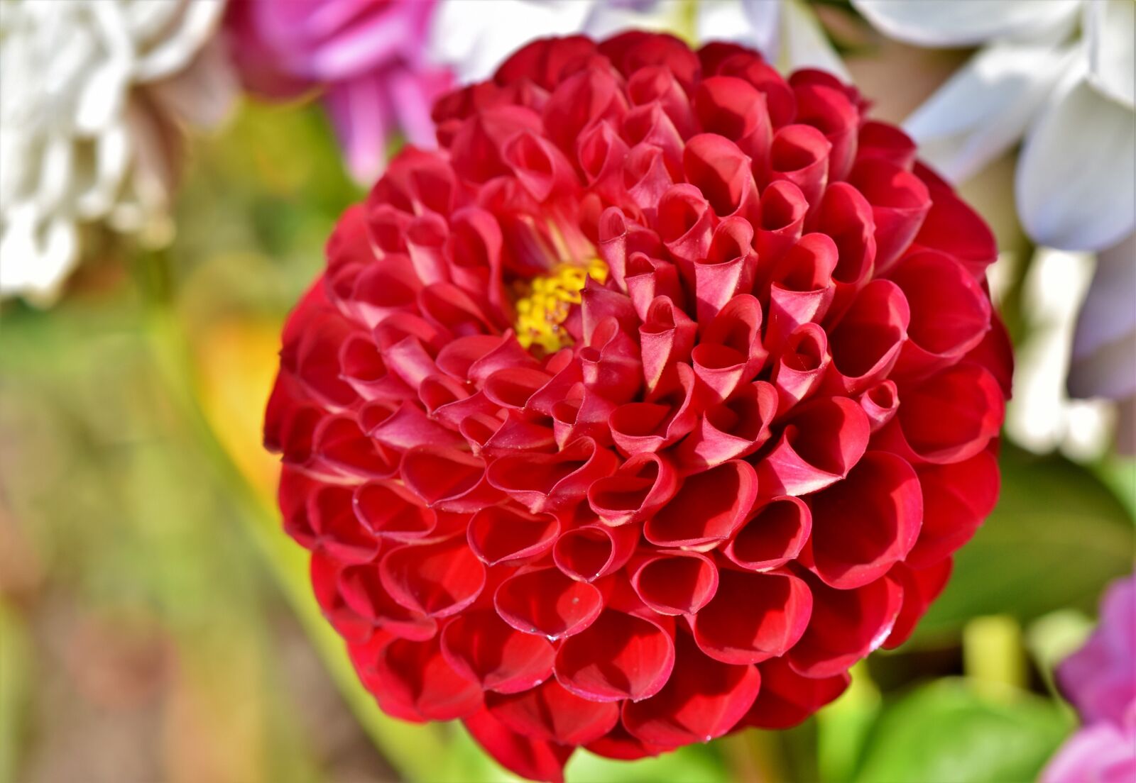 Nikon D7200 sample photo. Dahlia, dahlias bud, flower photography