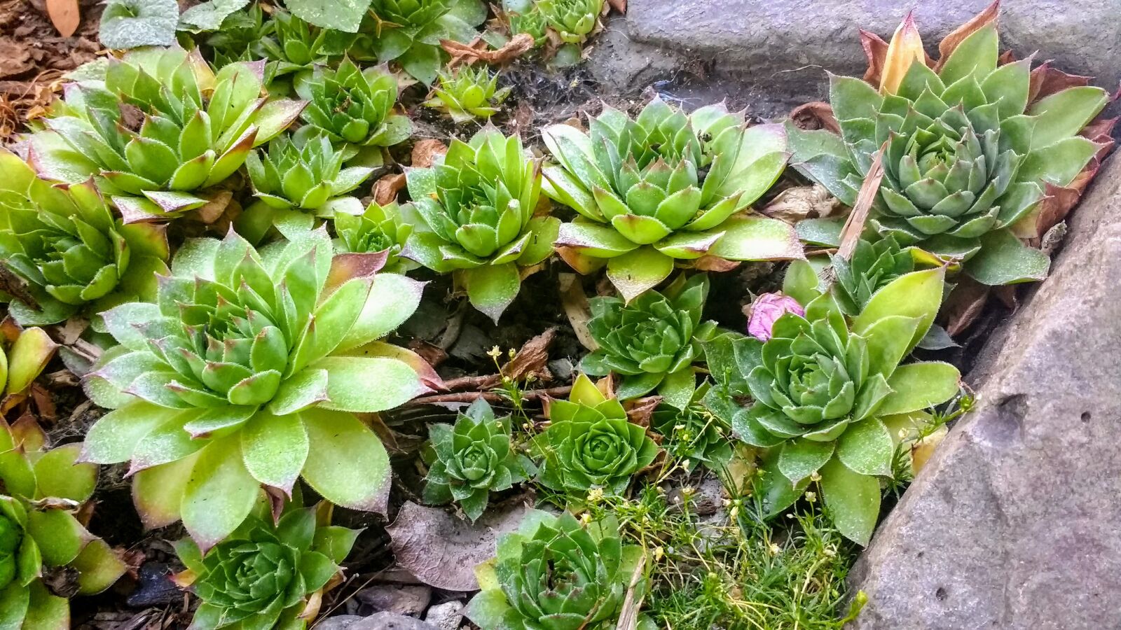 Motorola Moto G (4) sample photo. Succulent, succulents, nature photography