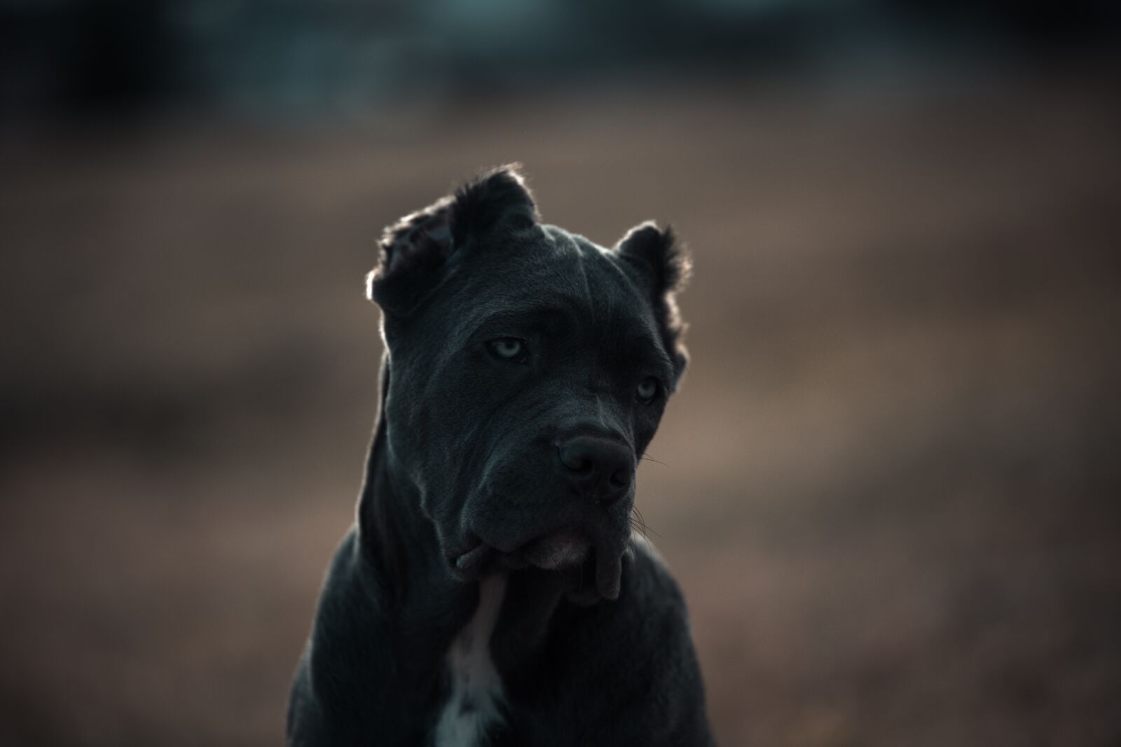 Canon EOS 6D sample photo. Bandog, puppy, blue eyes photography
