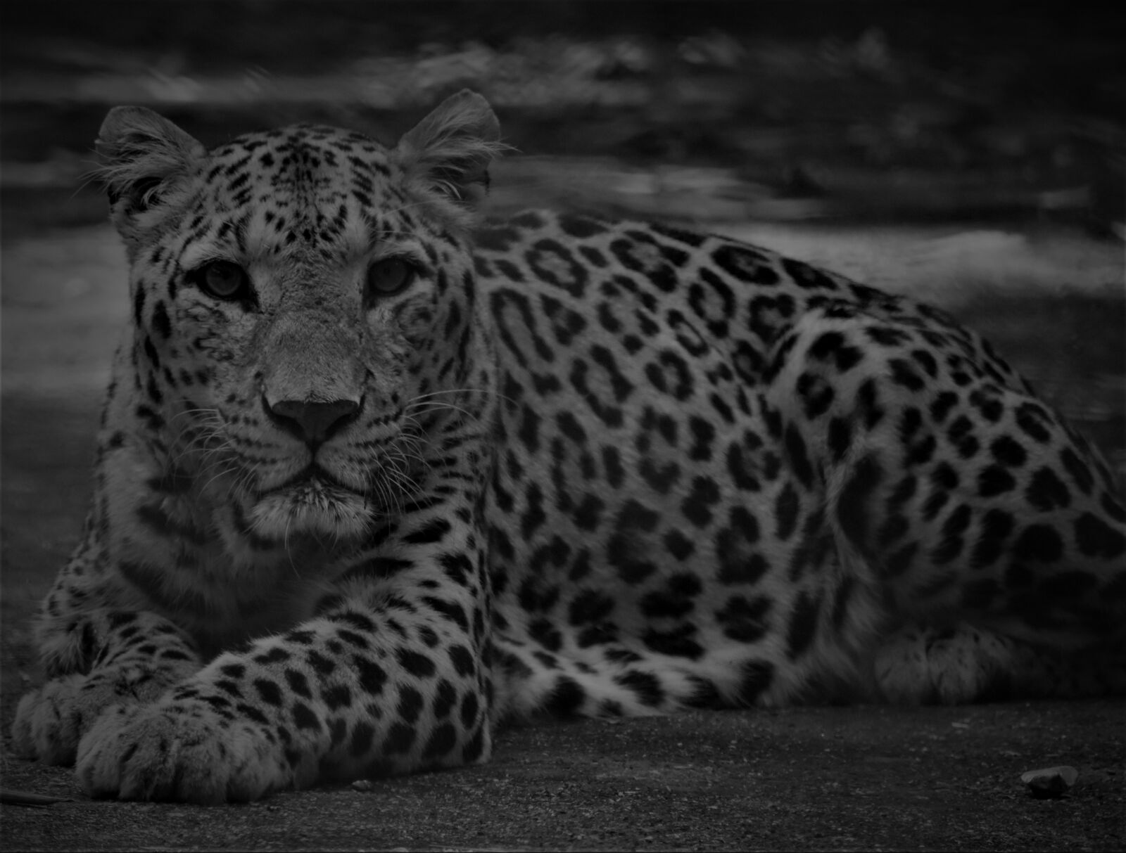 Nikon D3400 sample photo. Tiger, spotted, predator photography