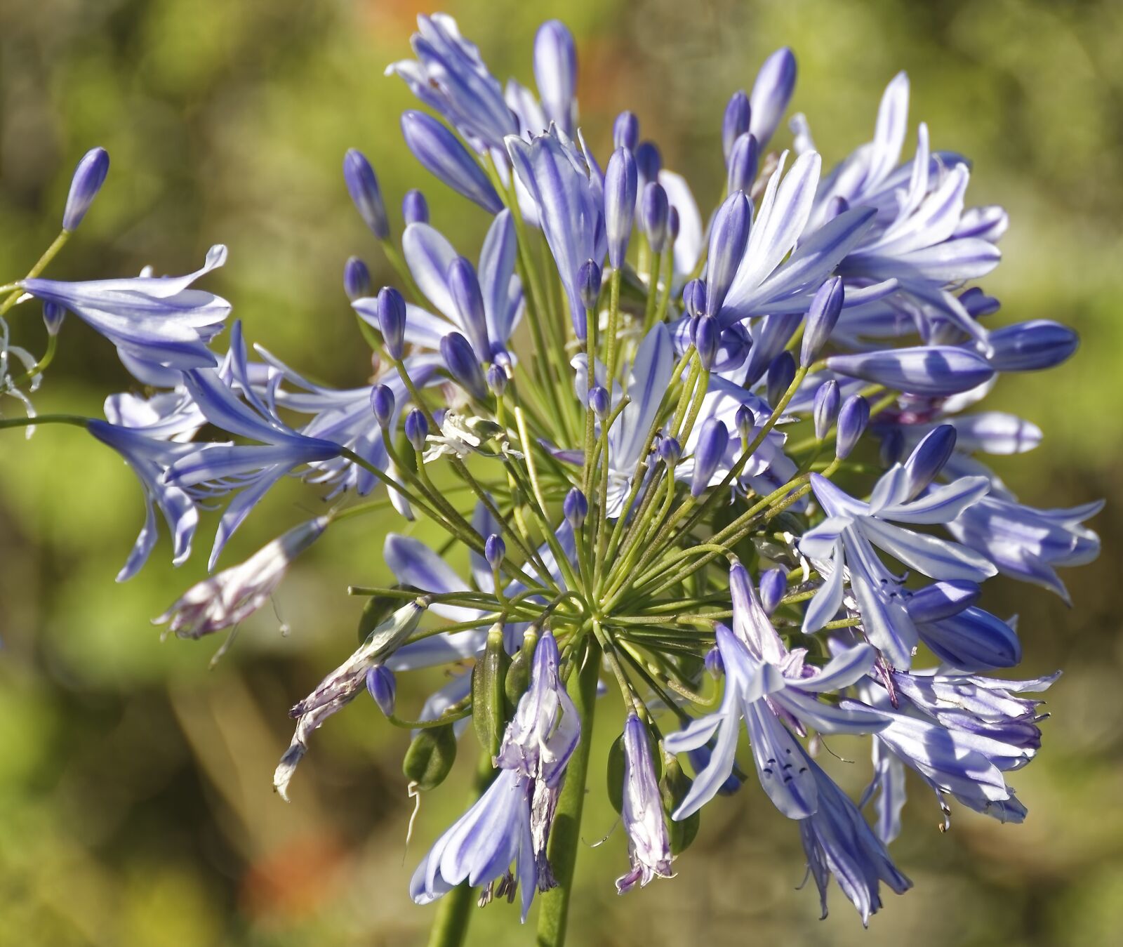 Nikon D500 sample photo. Flowers, plant, nature photography