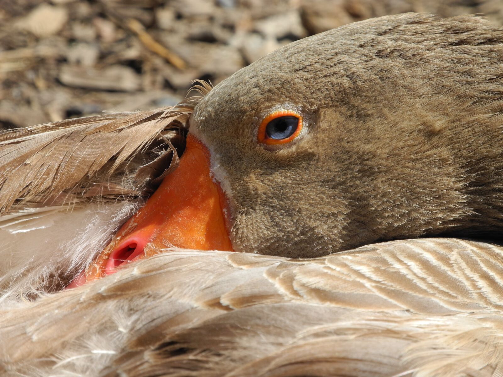 Nikon Coolpix P7000 sample photo. Goose, oie flemish, farm photography