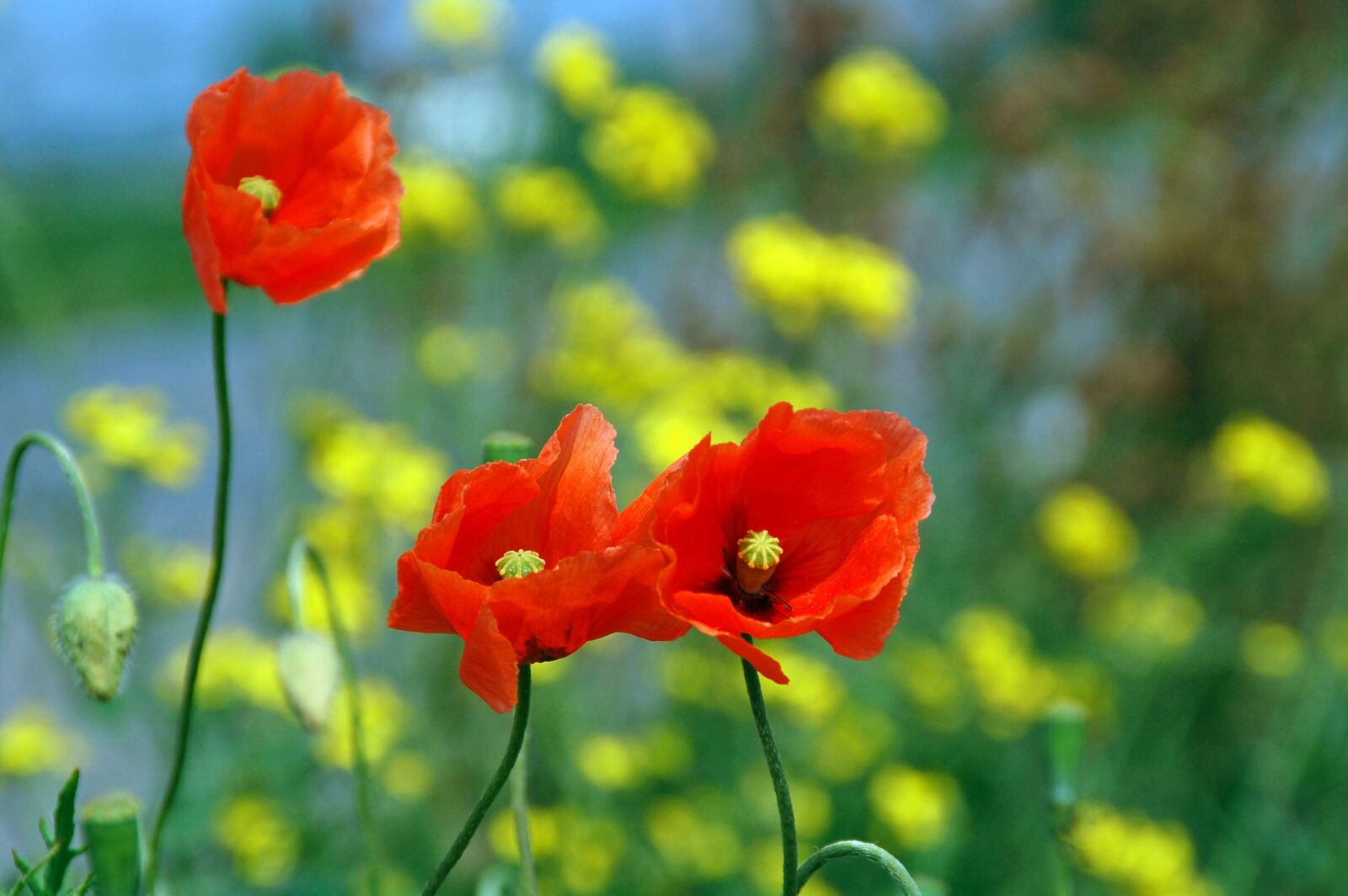 Nikon D50 sample photo. Poppy, red, yellow photography