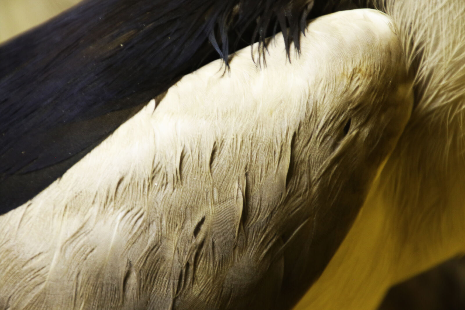 Canon EOS 7D Mark II sample photo. Animal, background, bird, black photography