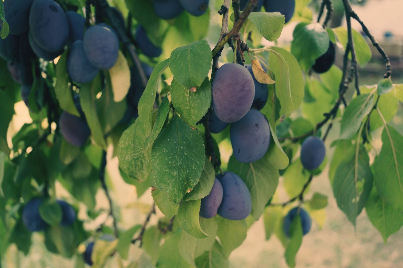 Sony SLT-A58 sample photo. Plums, fruit, plum tree photography